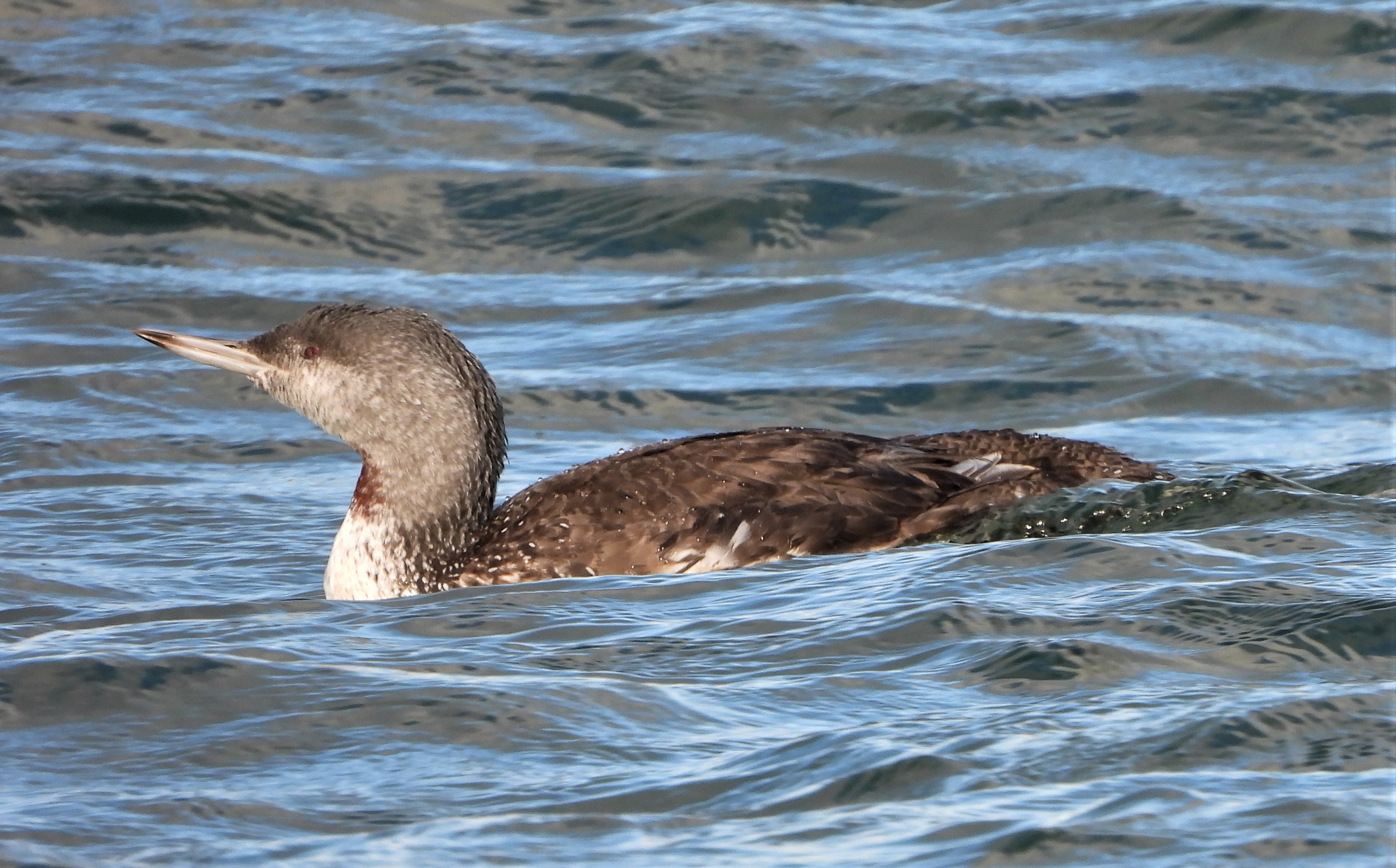 Red-throated Diver - 30-10-2021