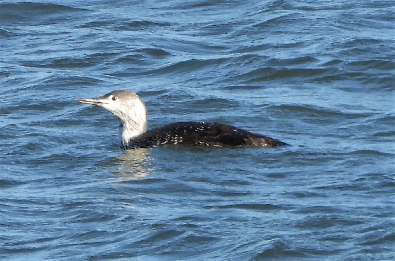 Red-throated Diver - 06-10-2022