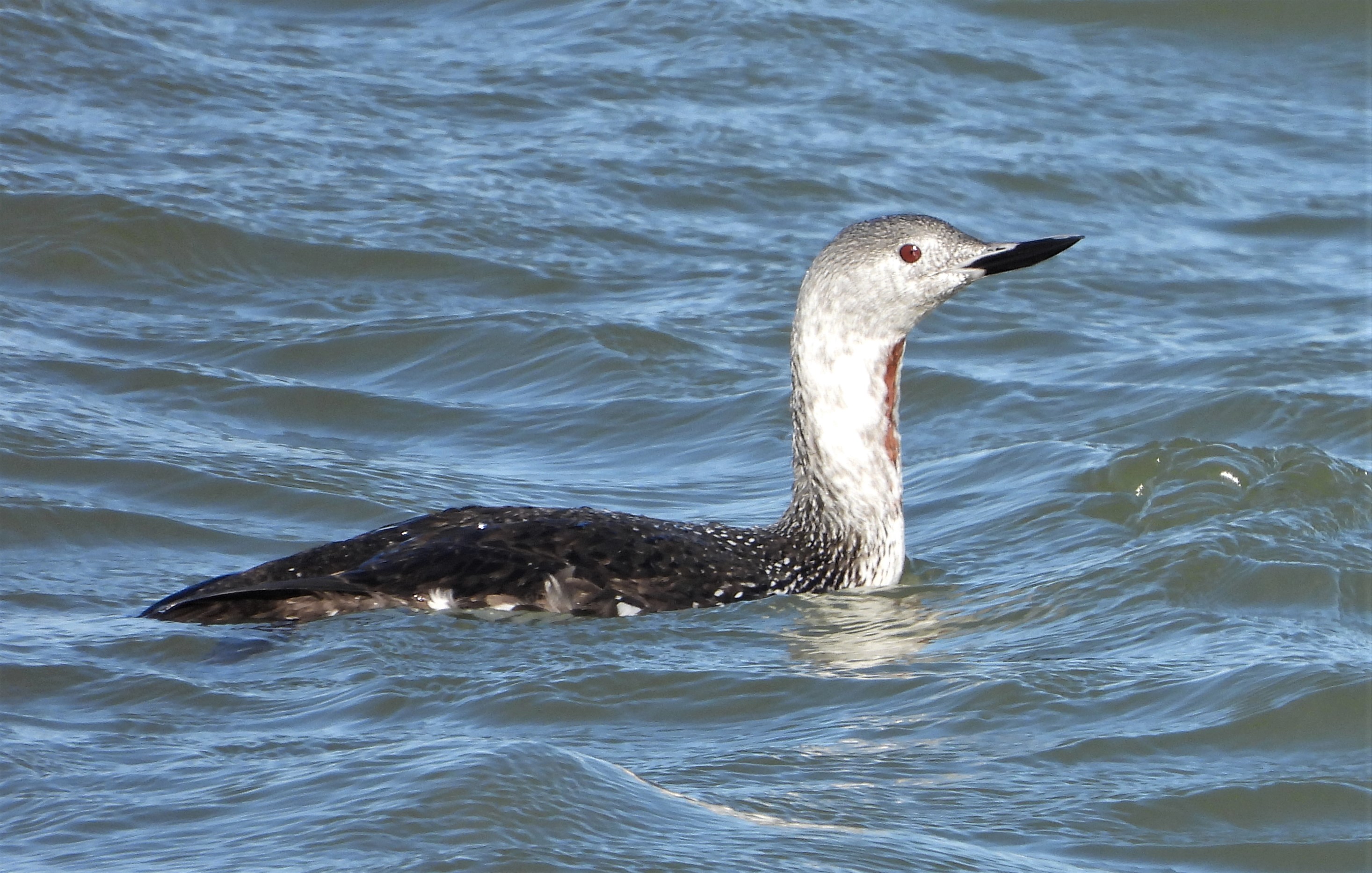 Red-throated Diver - 06-10-2022