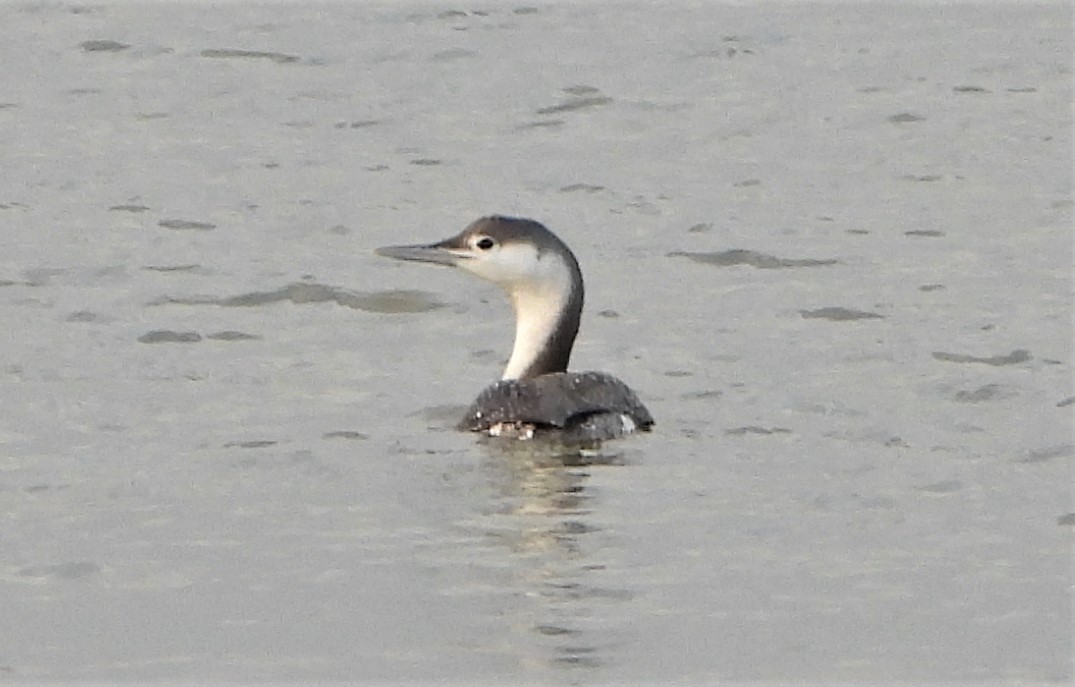 Red-throated Diver - 09-11-2021