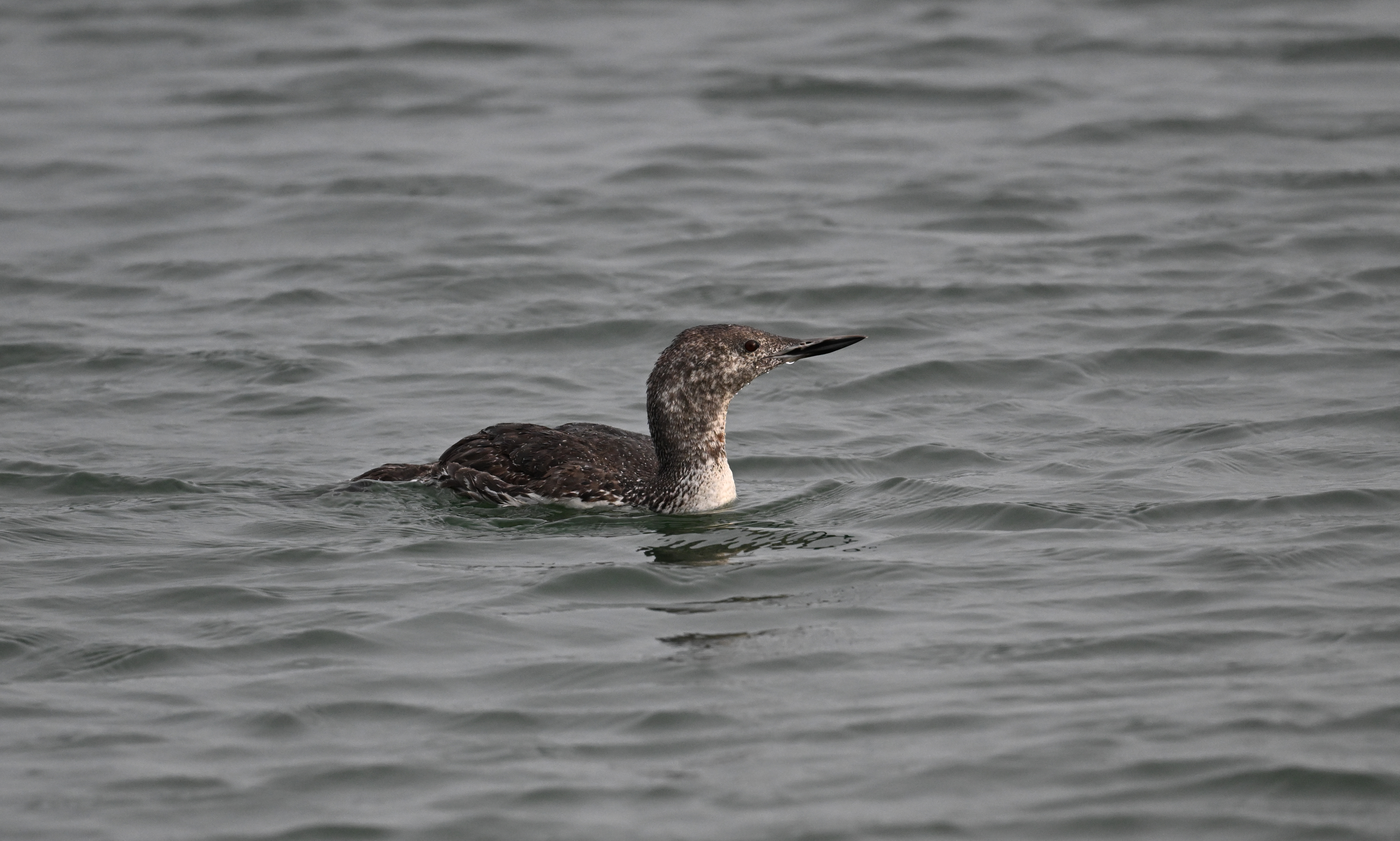 Red-throated Diver - 20-08-2024