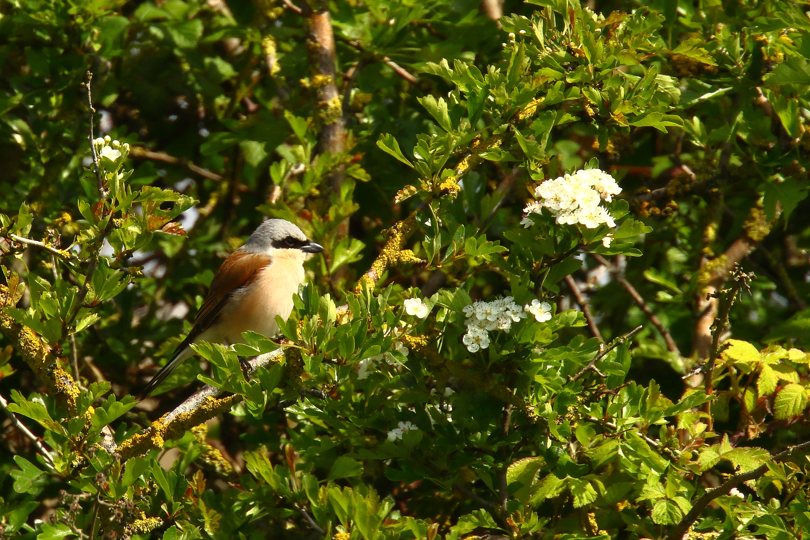 Red-backed Shrike - 31-05-2021