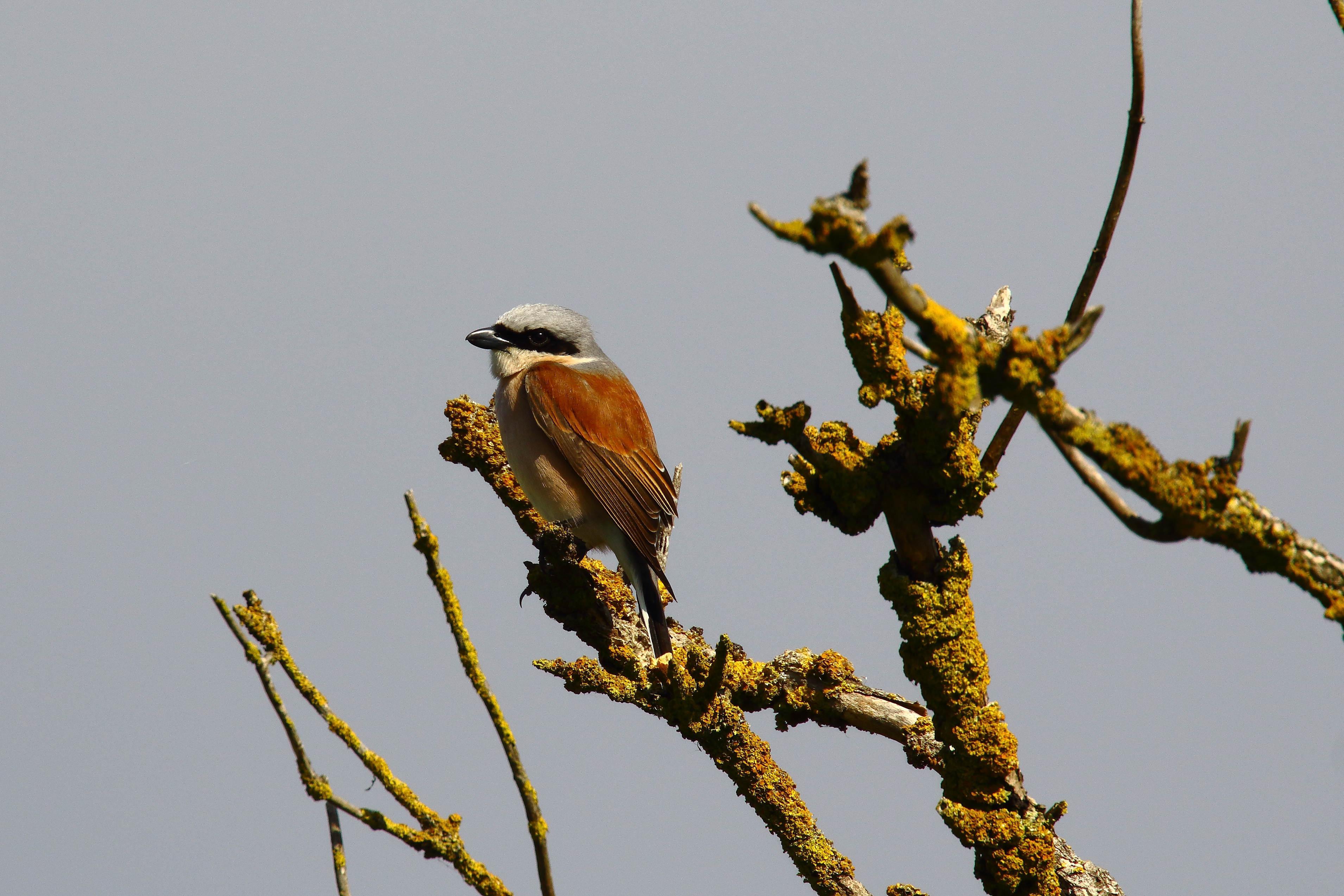 Red-backed Shrike - 31-05-2021