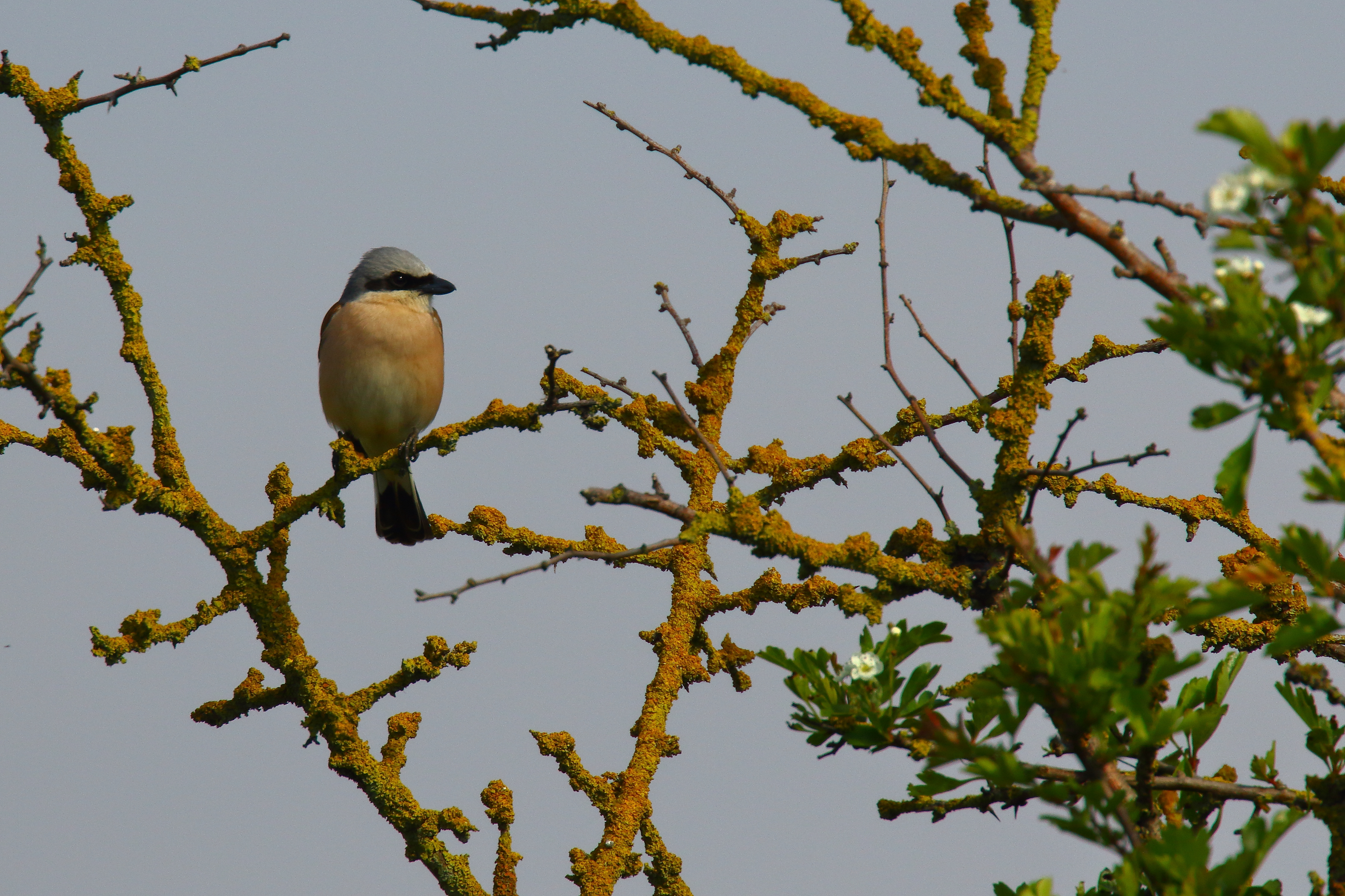 Red-backed Shrike - 31-05-2021