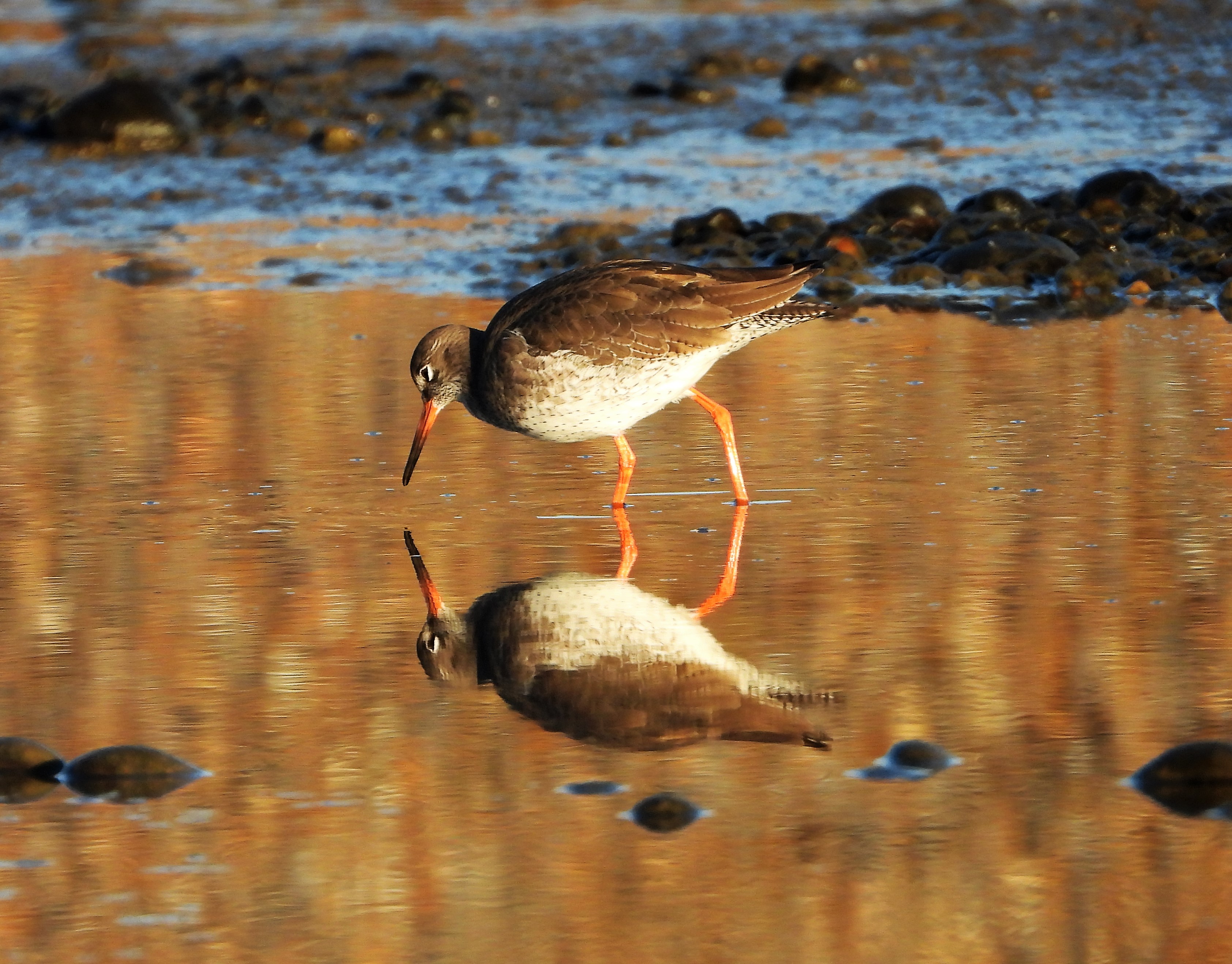 Redshank - 16-12-2021