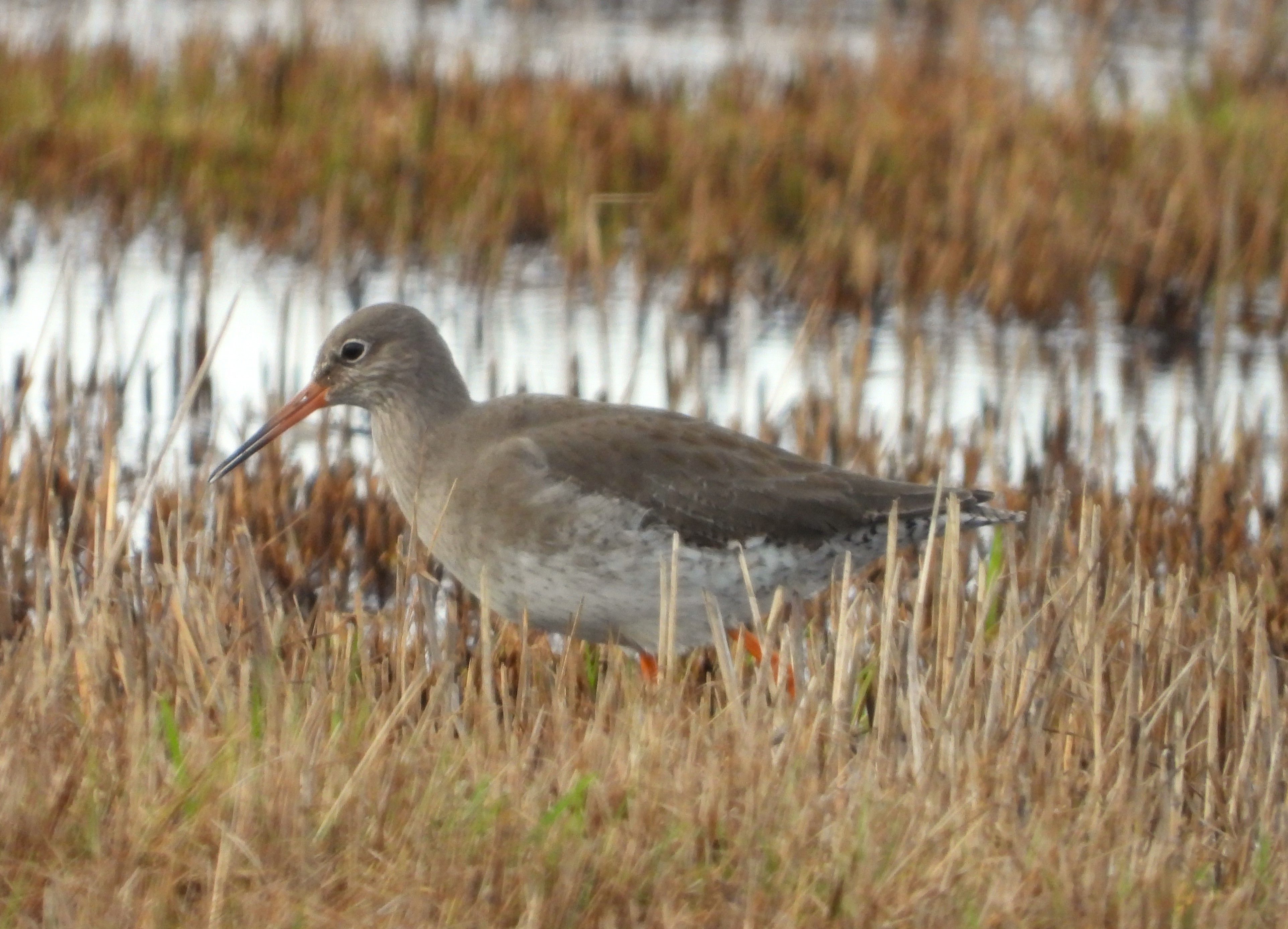 Redshank - 16-02-2024