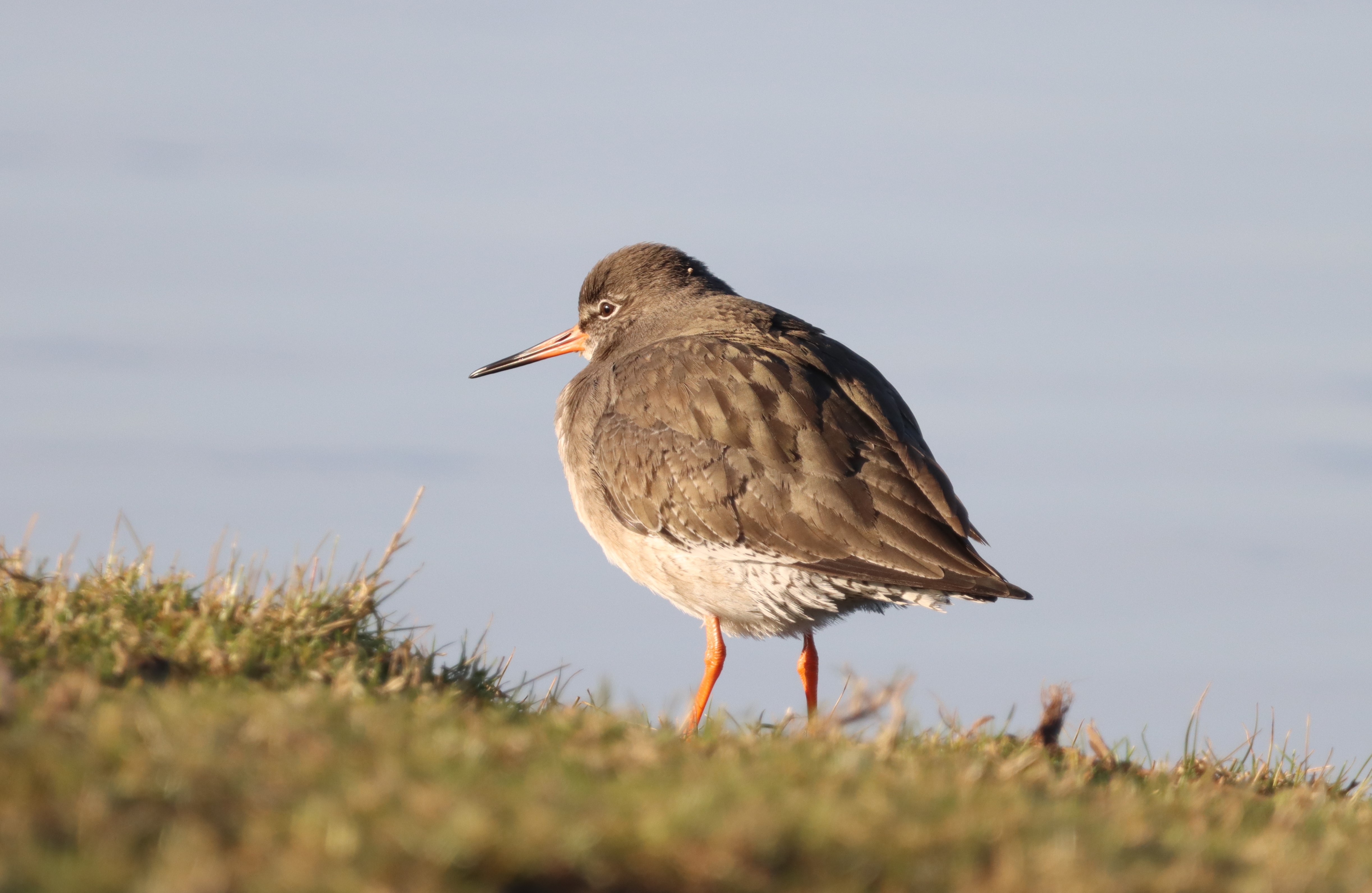 Redshank - 08-02-2023