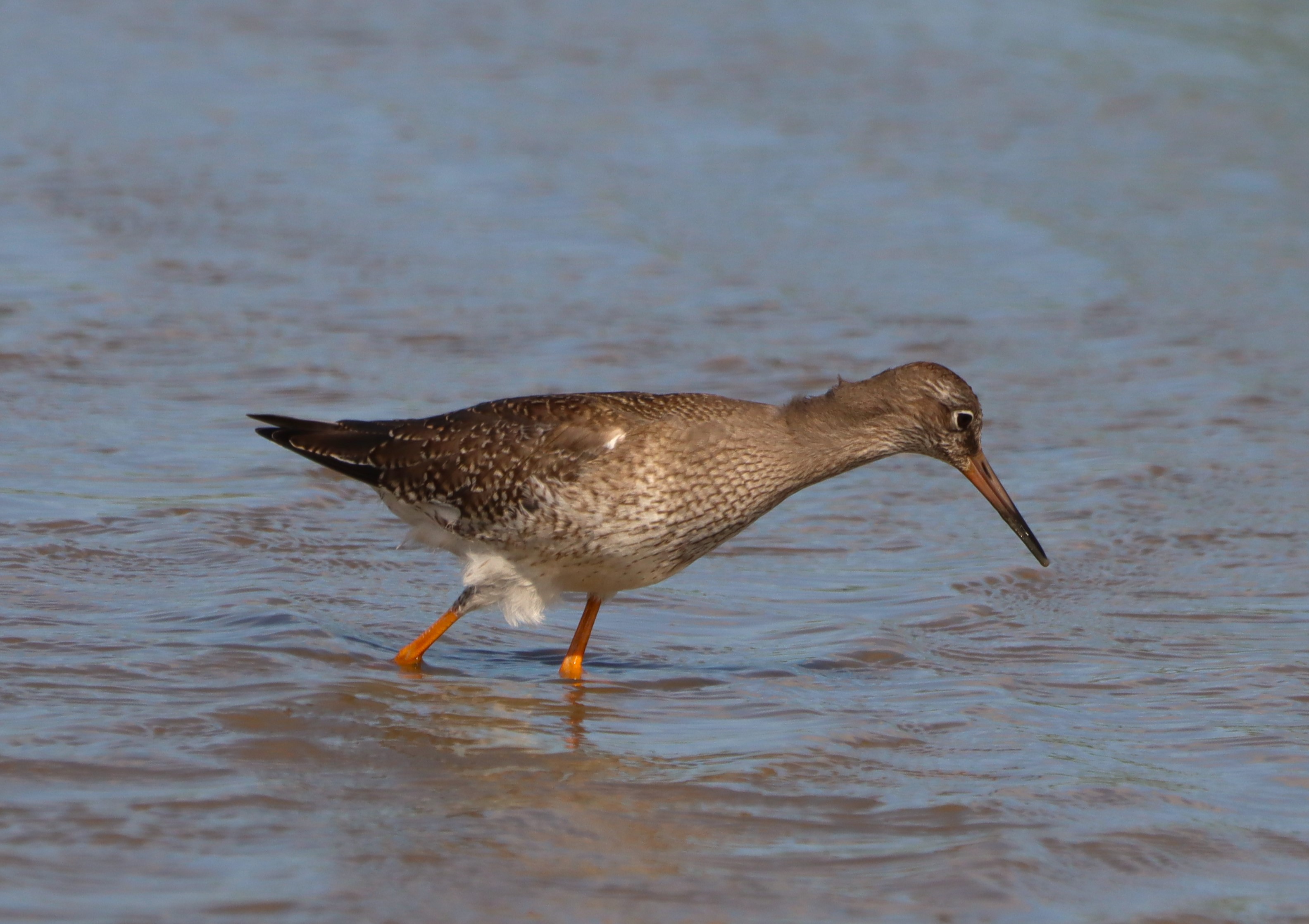 Redshank - 09-08-2025