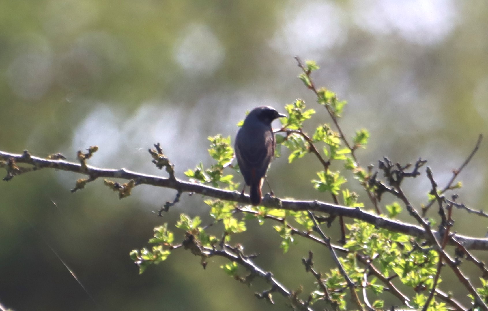 Redstart - 08-04-2026