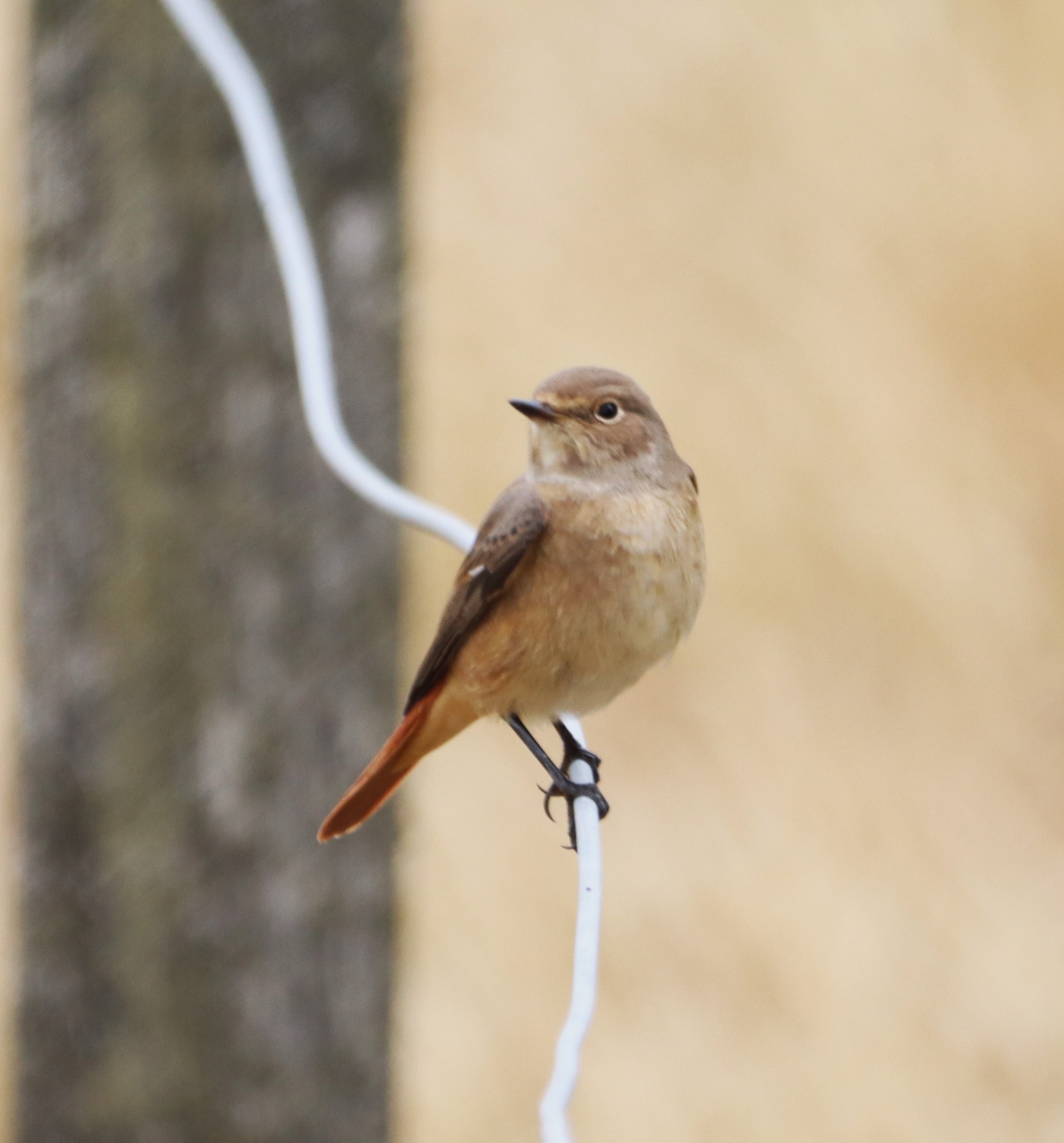 Redstart - 02-09-2024