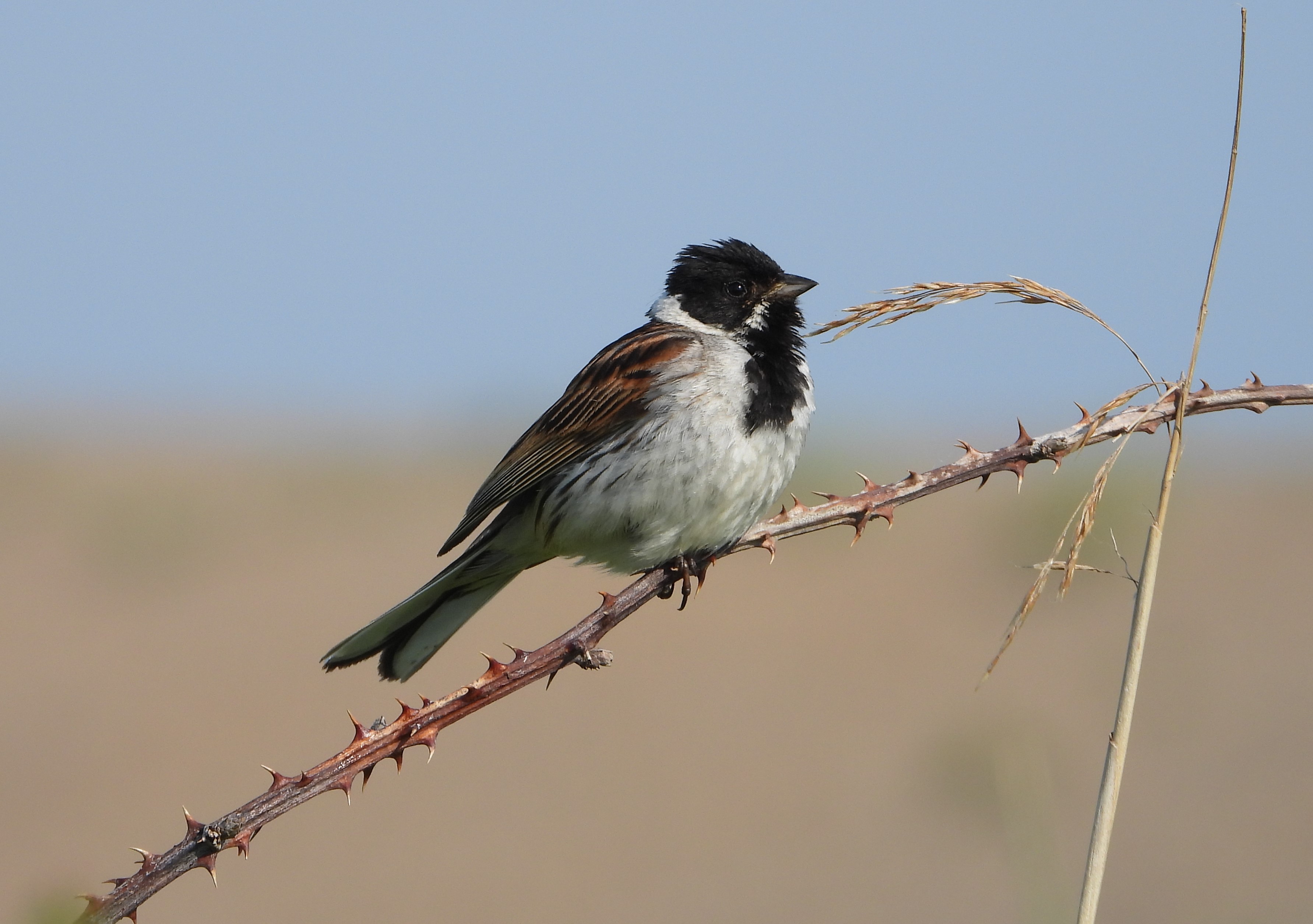 Reed Bunting - 11-06-2023