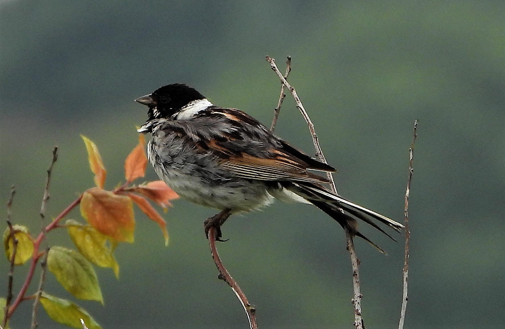 Reed Bunting - 27-06-2021