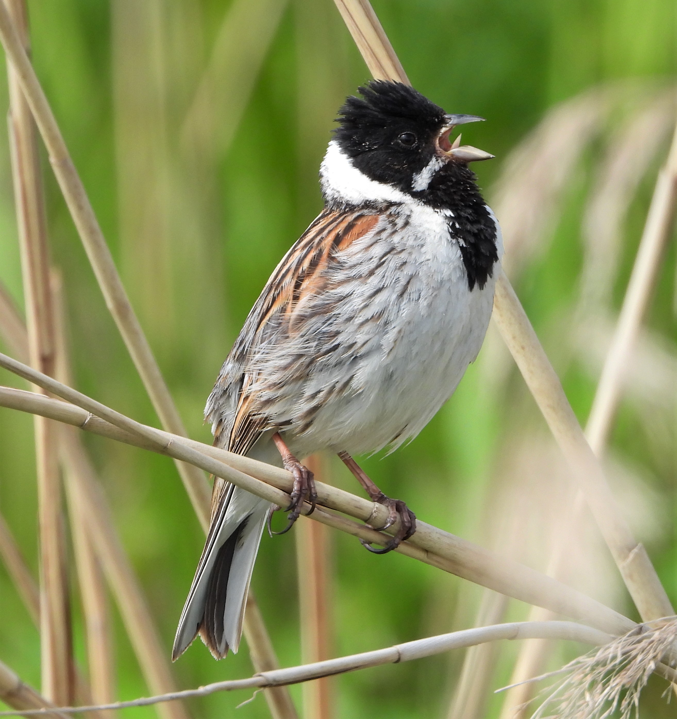 Reed Bunting - 30-05-2022