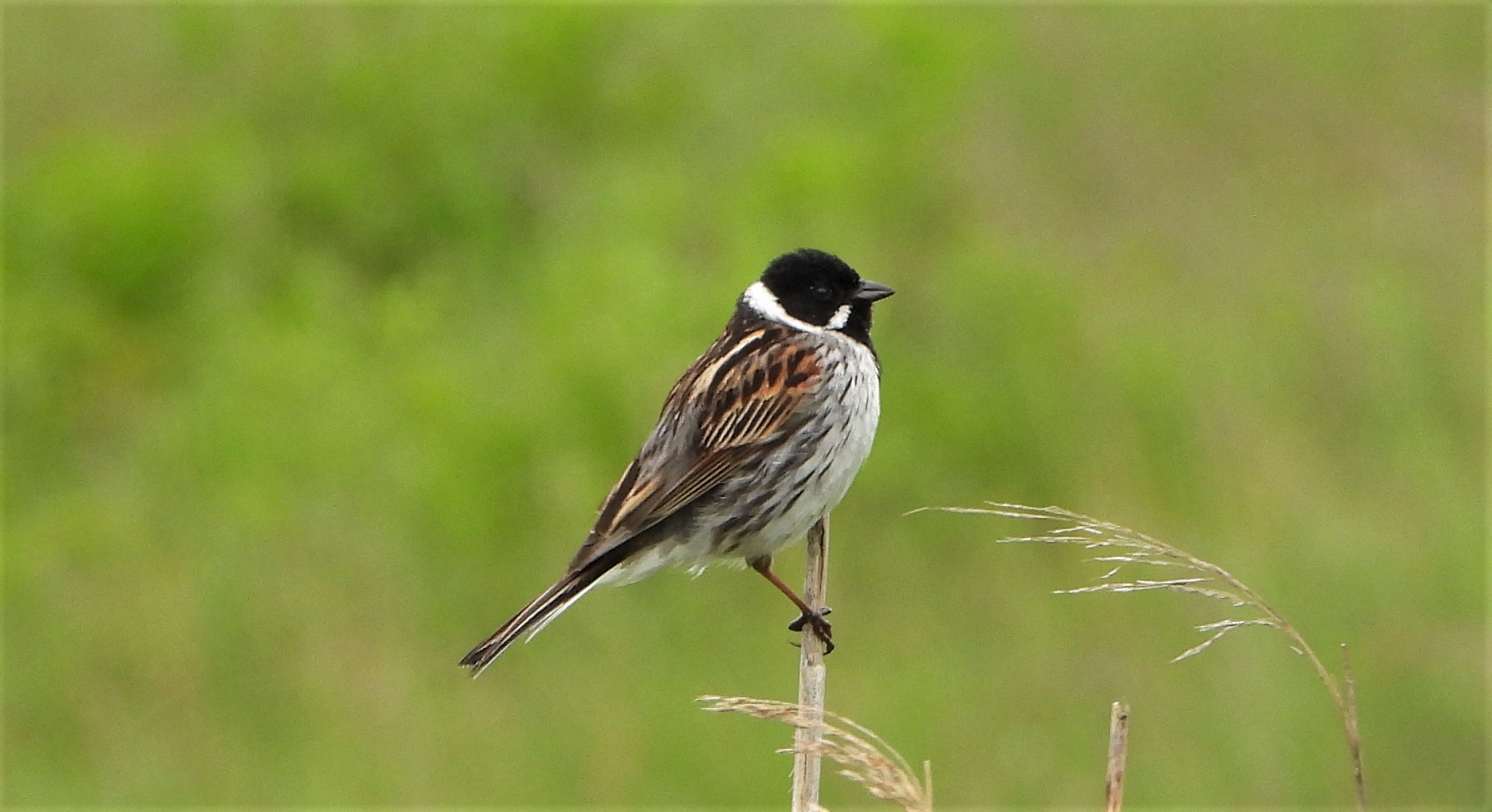 Reed Bunting - 06-06-2023