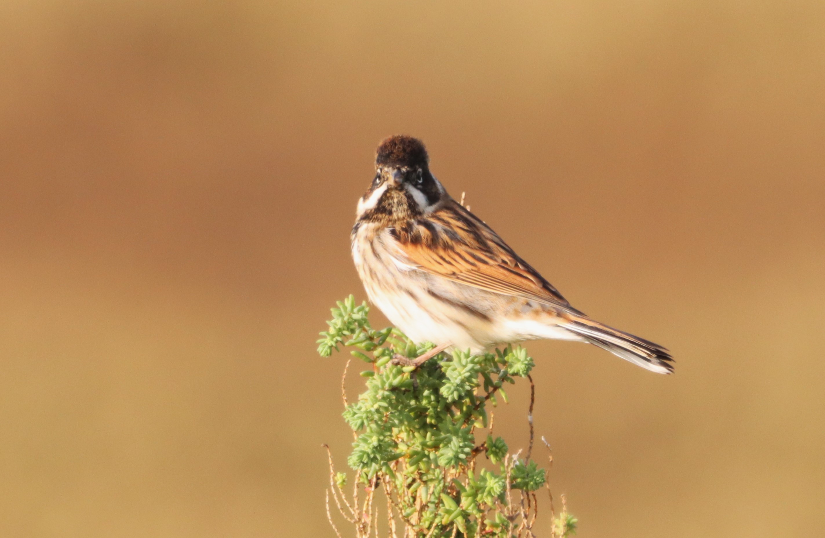 Reed Bunting - 01-12-2022
