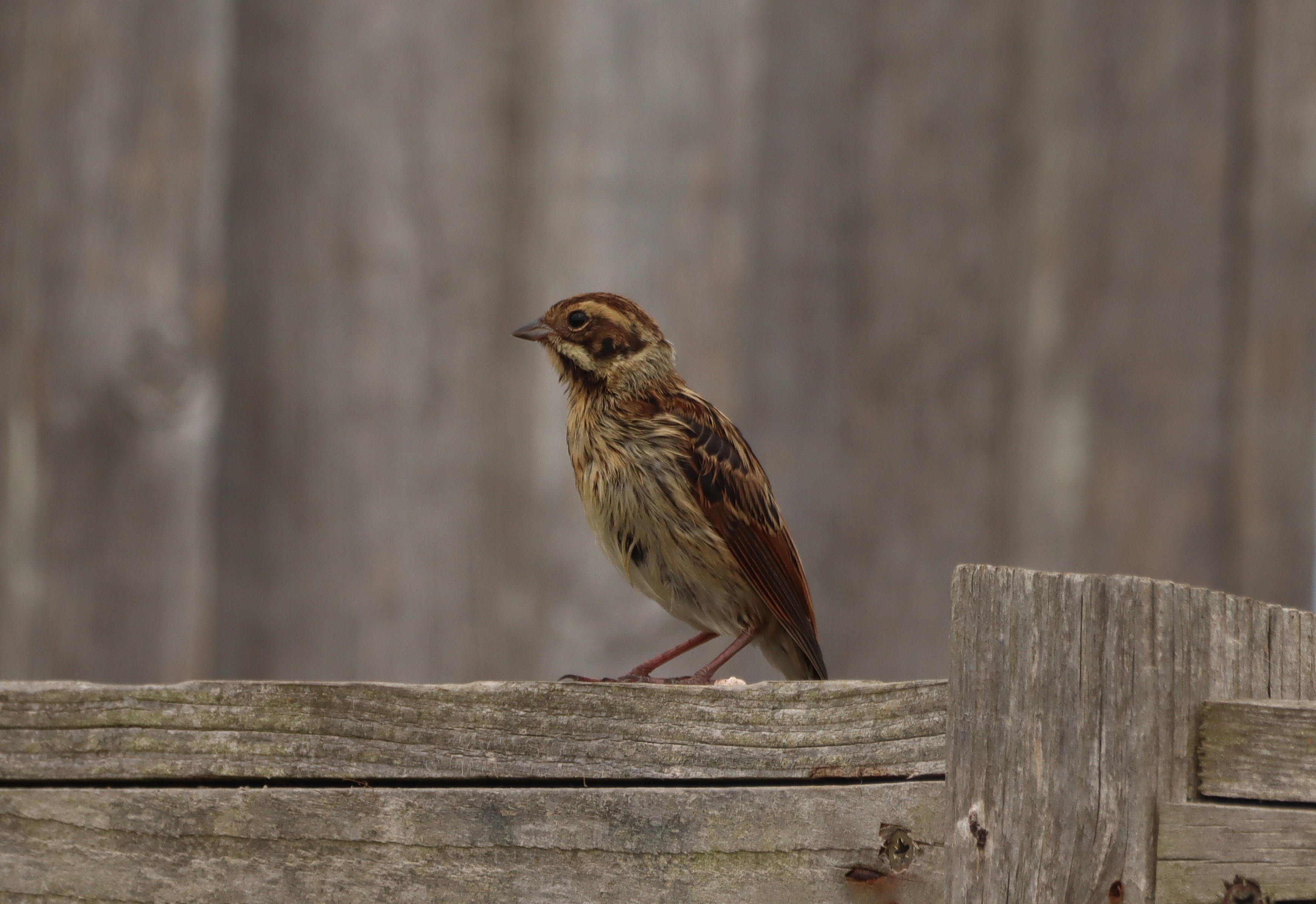 Reed Bunting - 28-06-2025