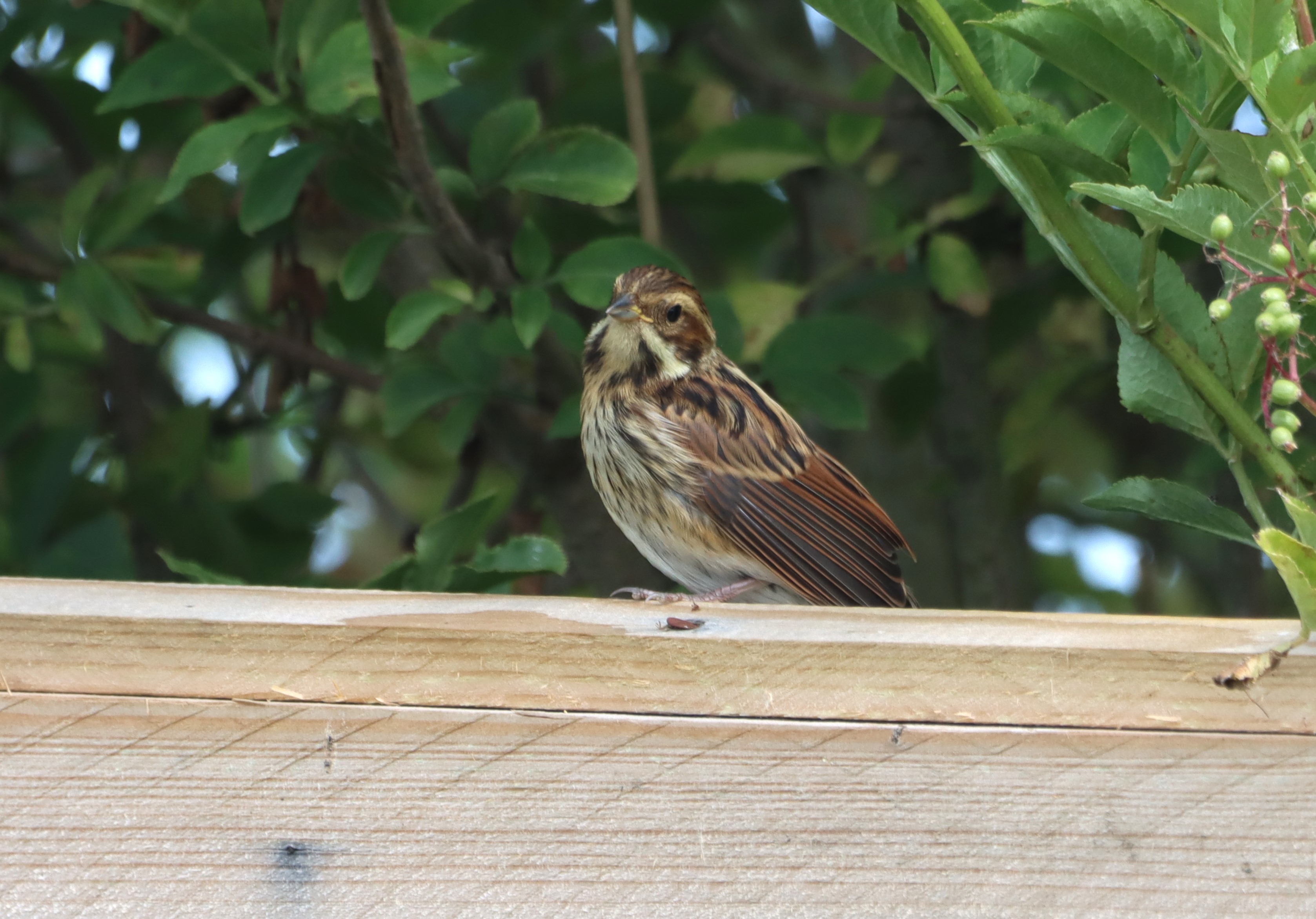 Reed Bunting - 27-06-2026