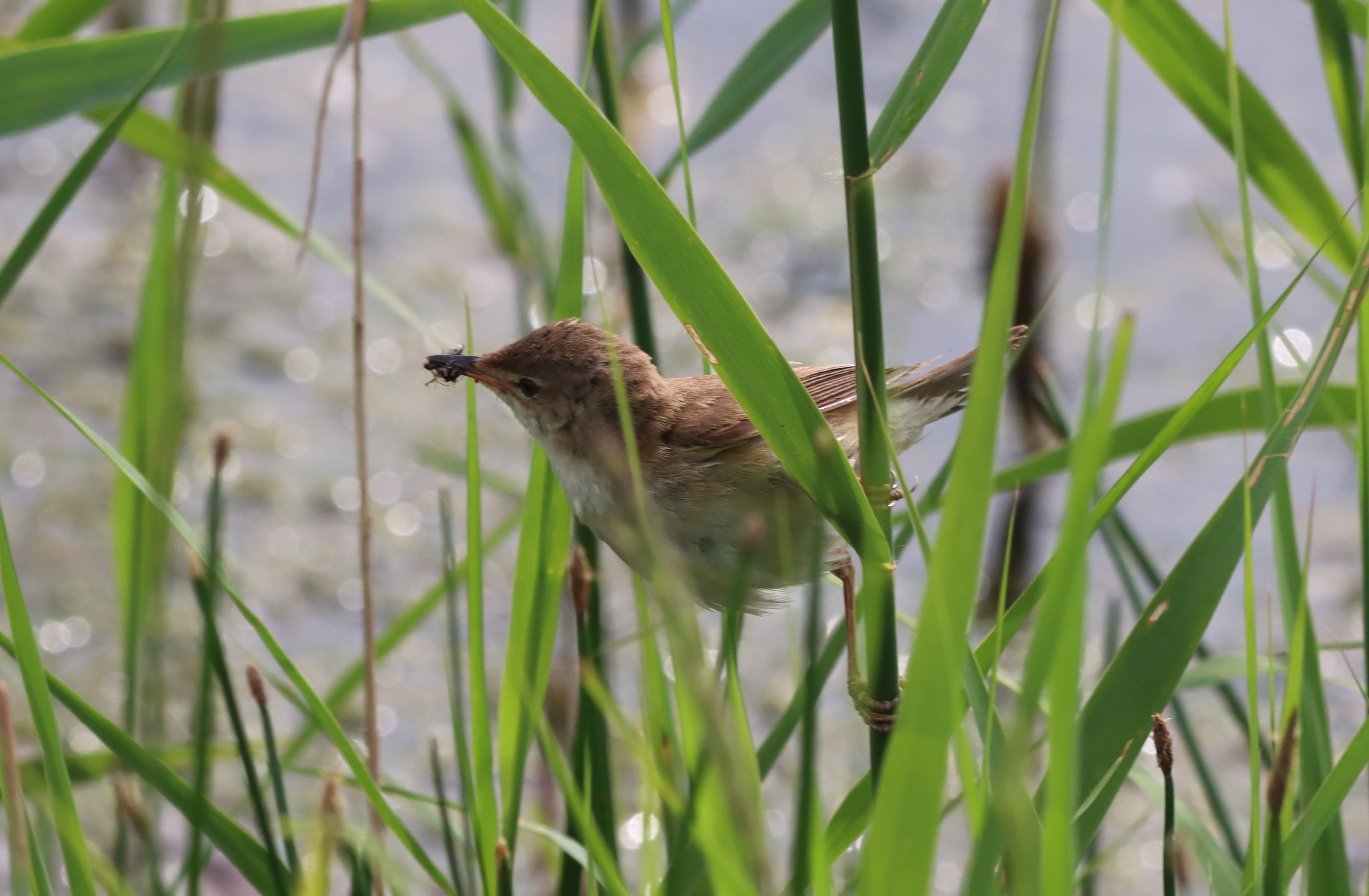 Reed Warbler - 03-06-2026