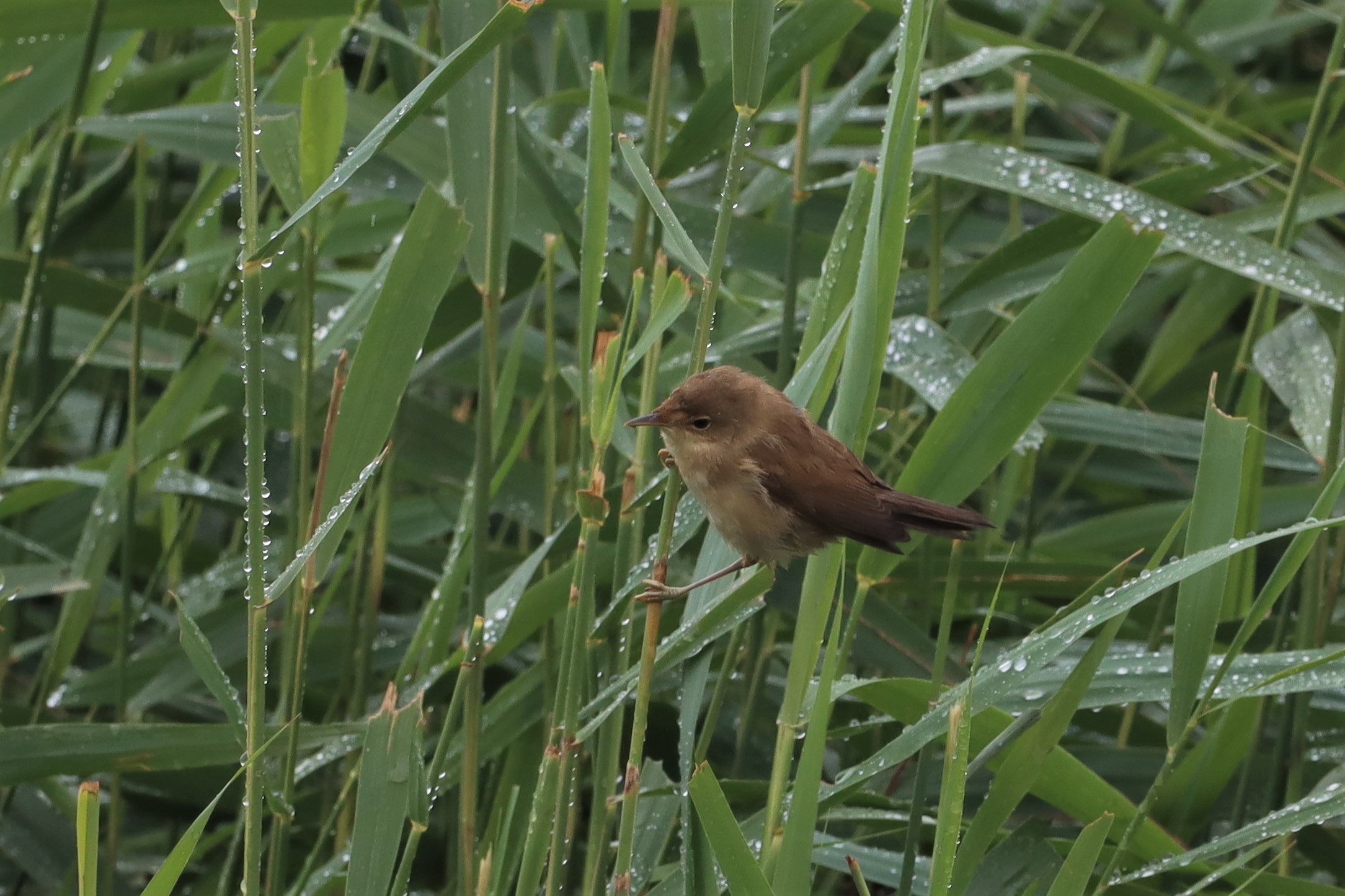 Reed Warbler - 01-08-2021