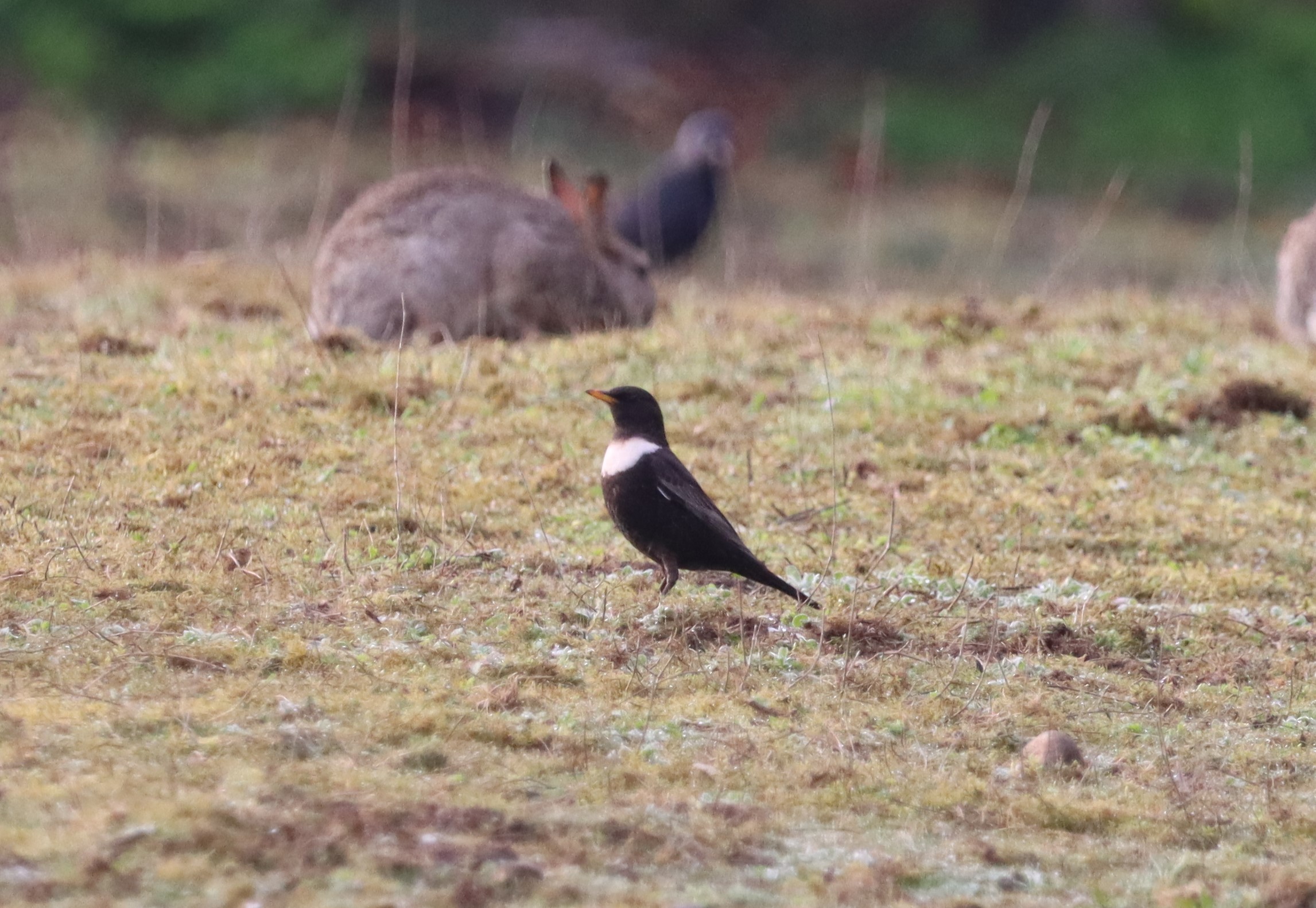 Ring Ouzel - 16-04-2023