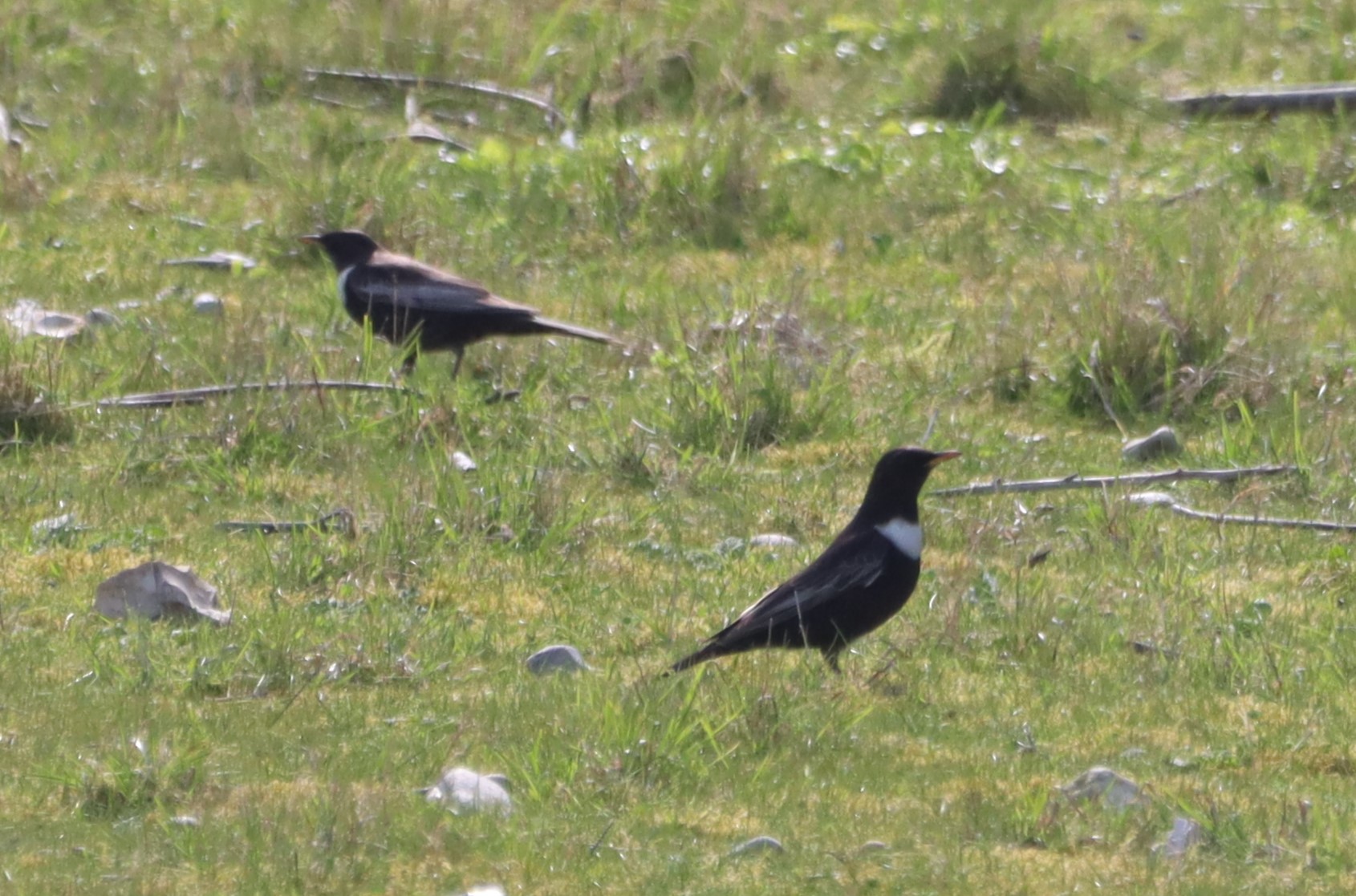 Ring Ouzel - 08-04-2026