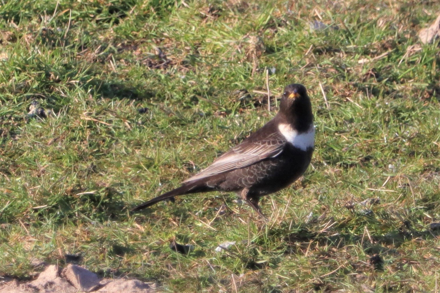 Ring Ouzel - 18-04-2021