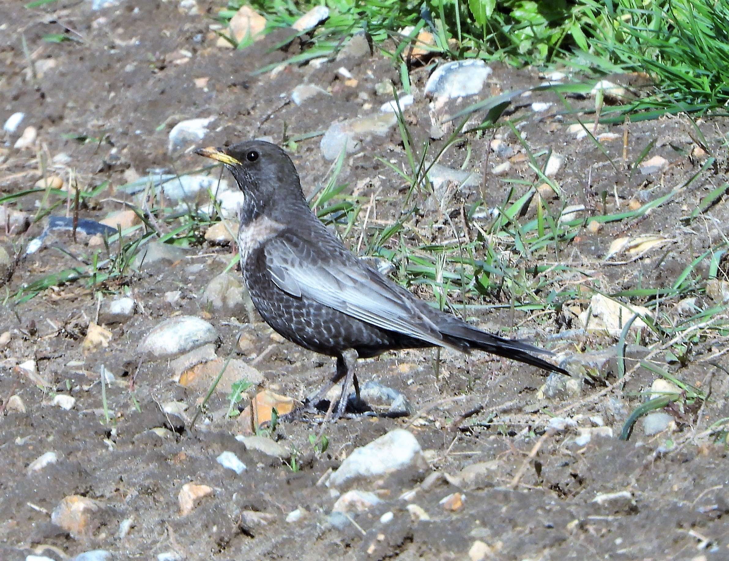 Ring Ouzel - 05-05-2021