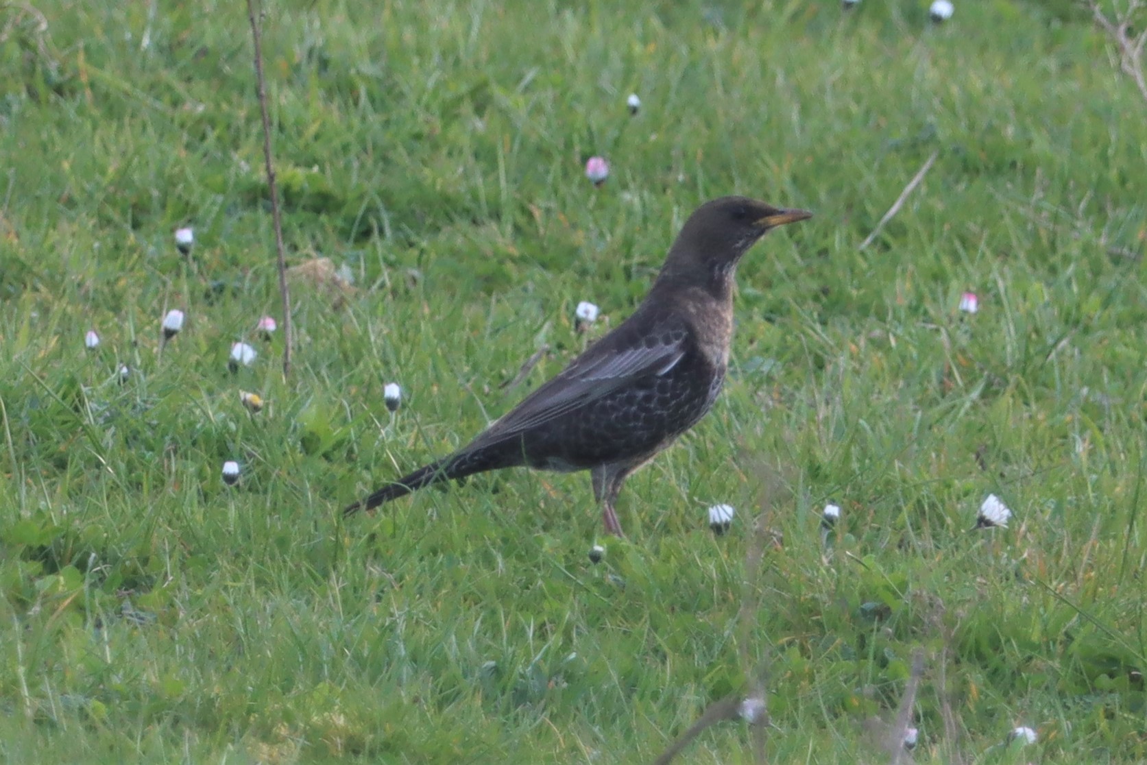 Ring Ouzel - 31-03-2021