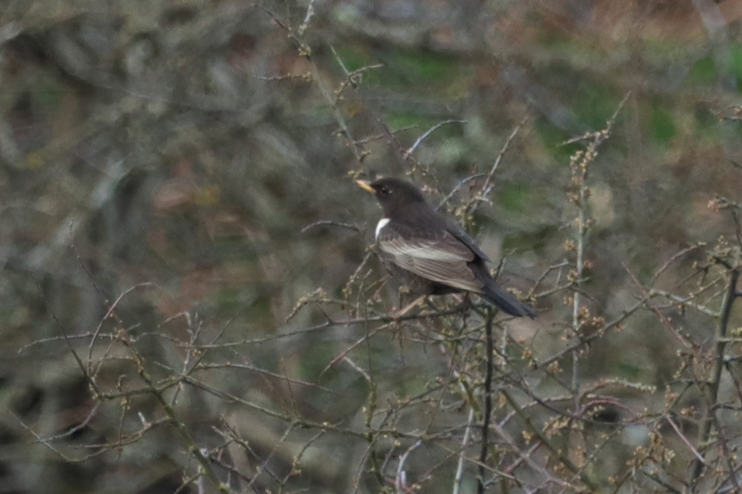 Ring Ouzel - 31-03-2021