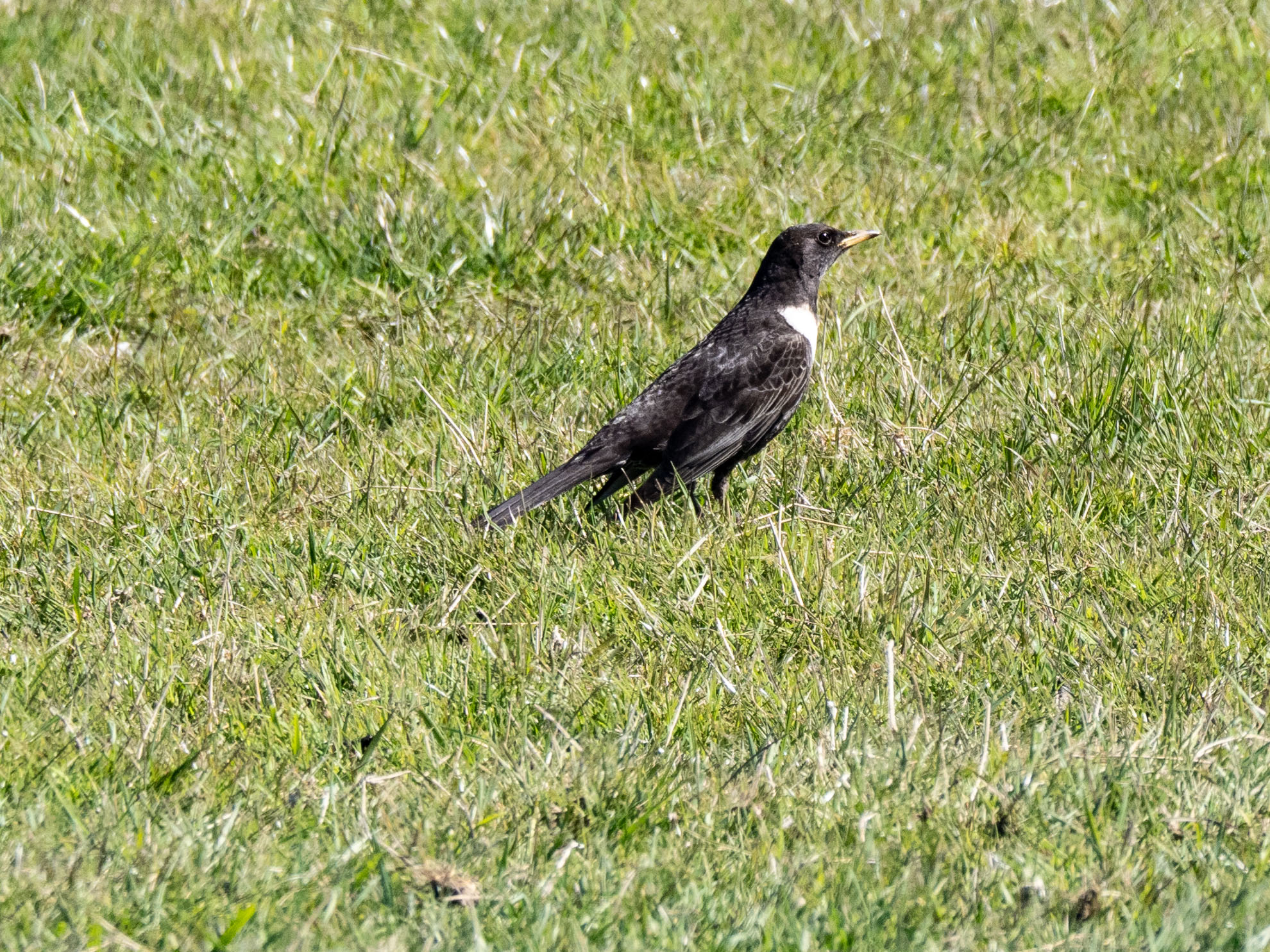 Ring Ouzel - 23-04-2021