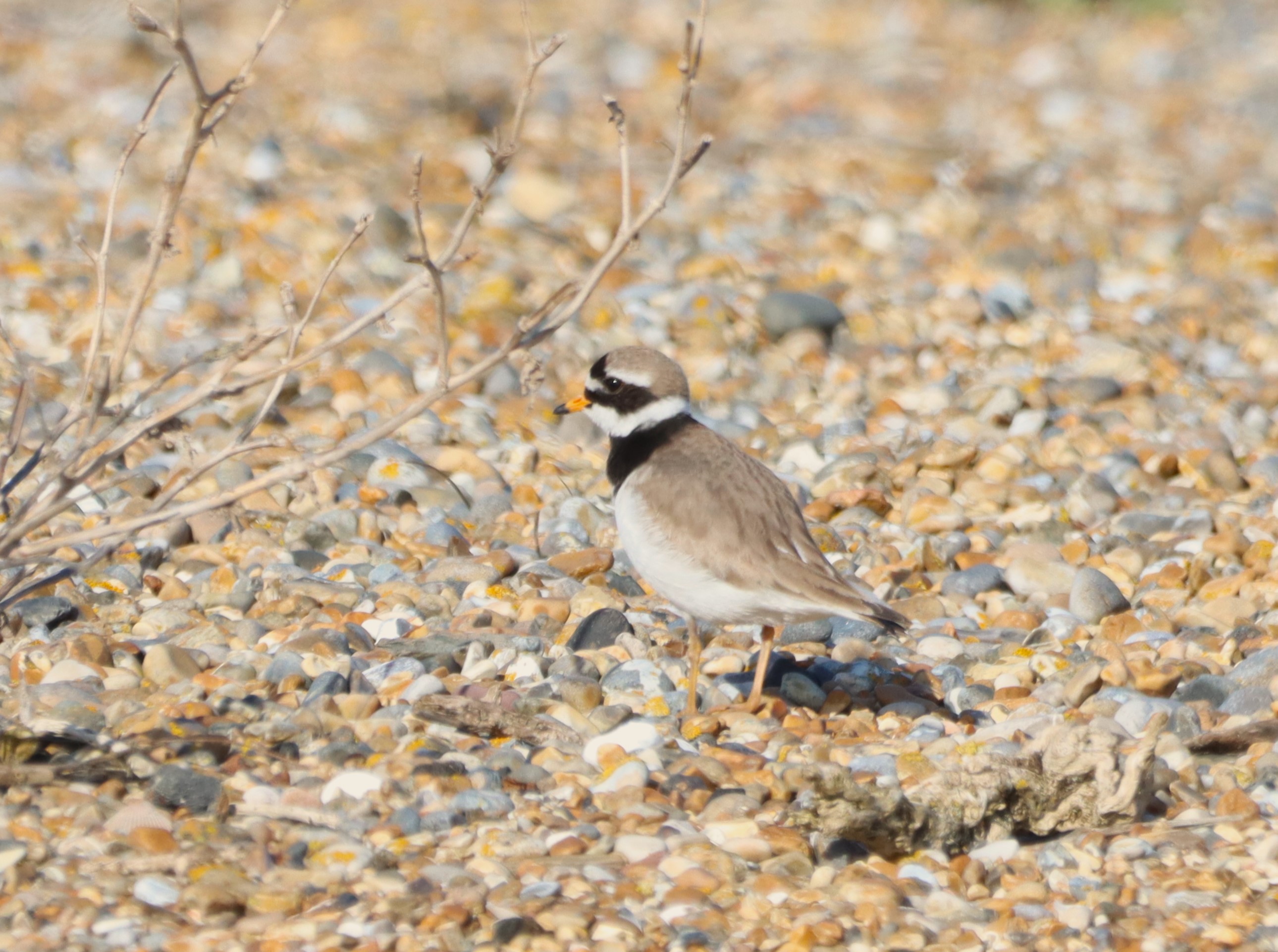 Ringed Plover - 13-04-2026
