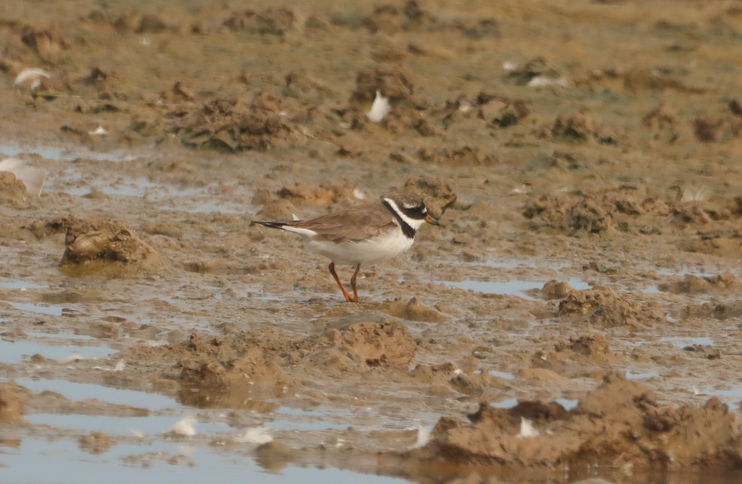 Ringed Plover - 19-08-2025