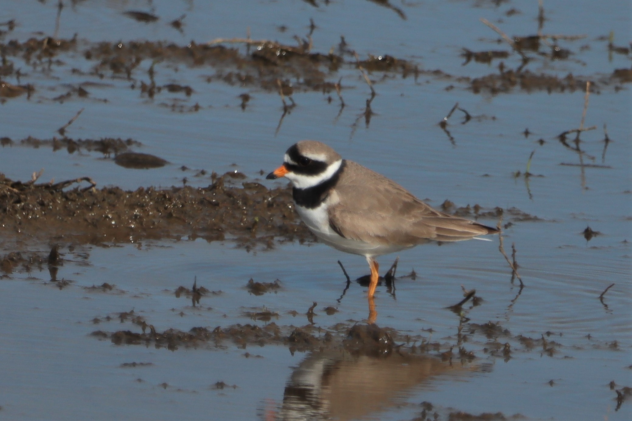 Ringed Plover - 02-04-2021