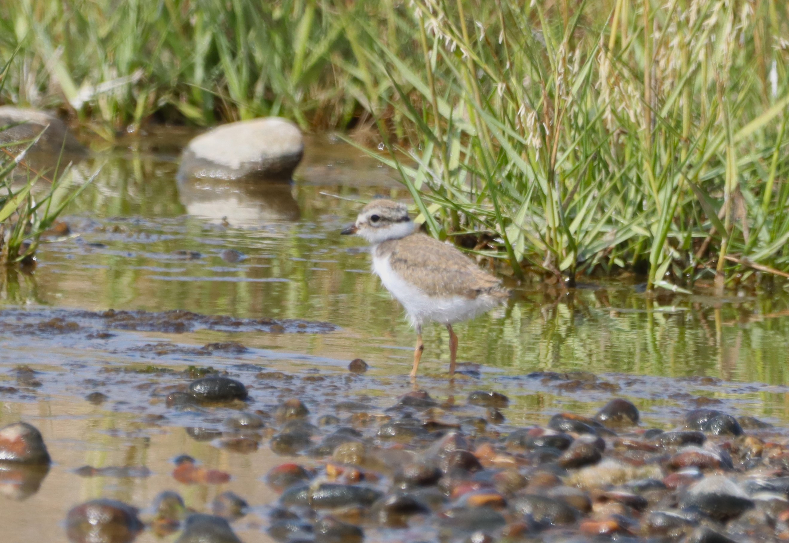 Ringed Plover - 15-08-2026