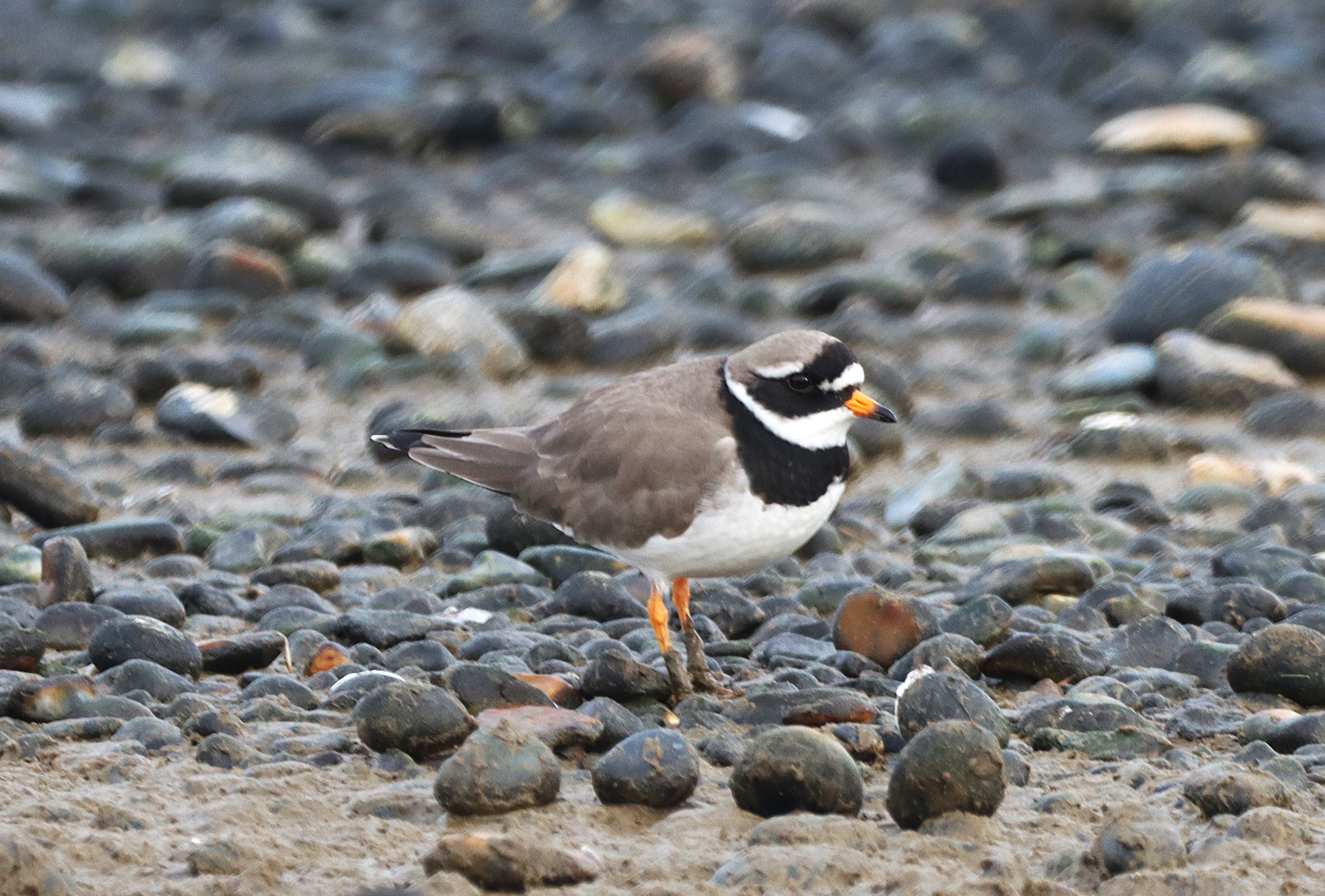 Ringed Plover - 21-01-2025