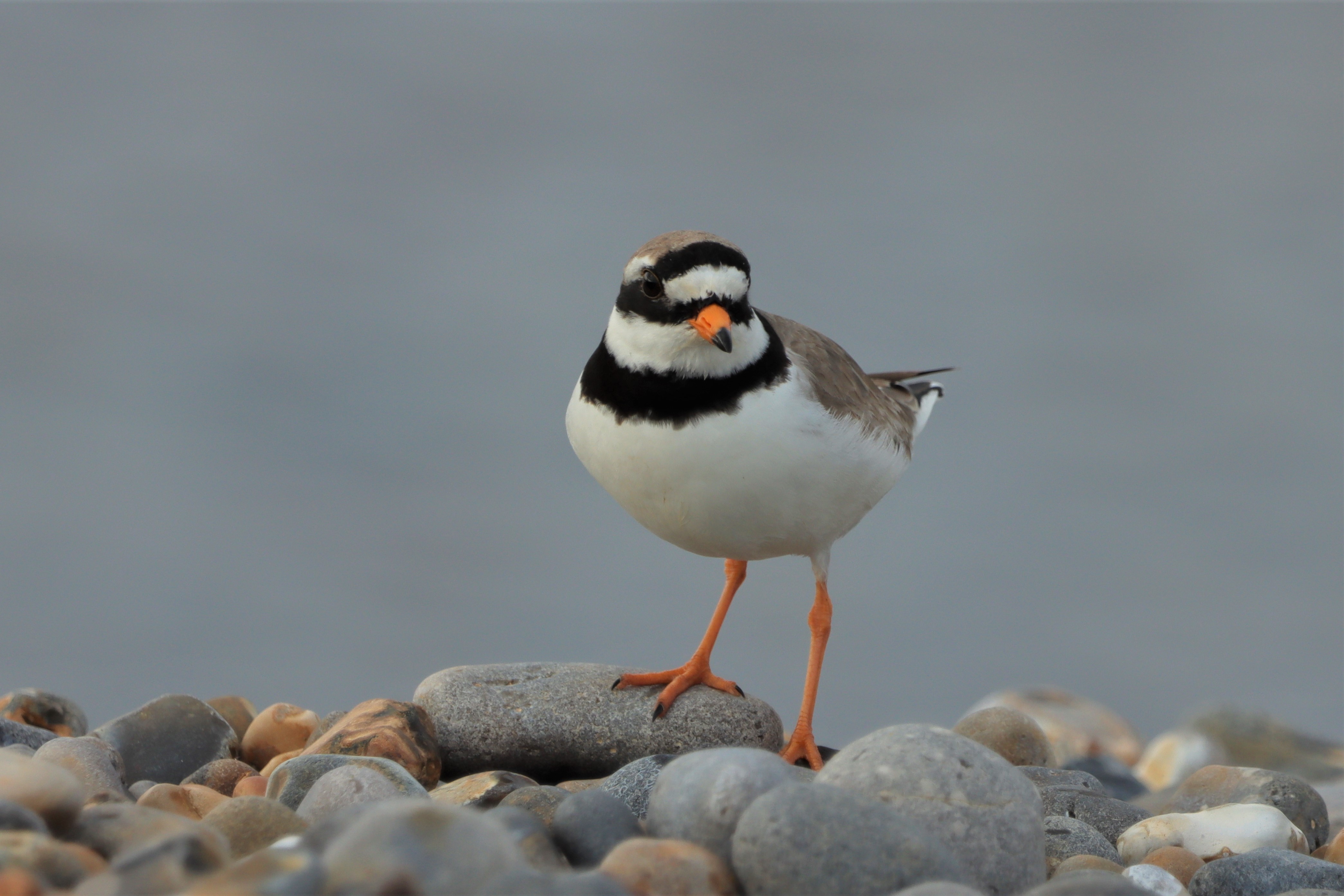 Ringed Plover - 21-04-2021