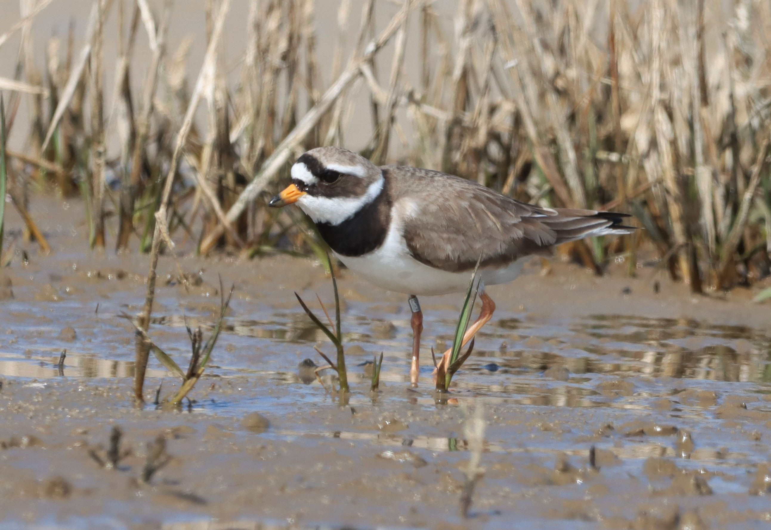 Ringed Plover - 03-05-2022