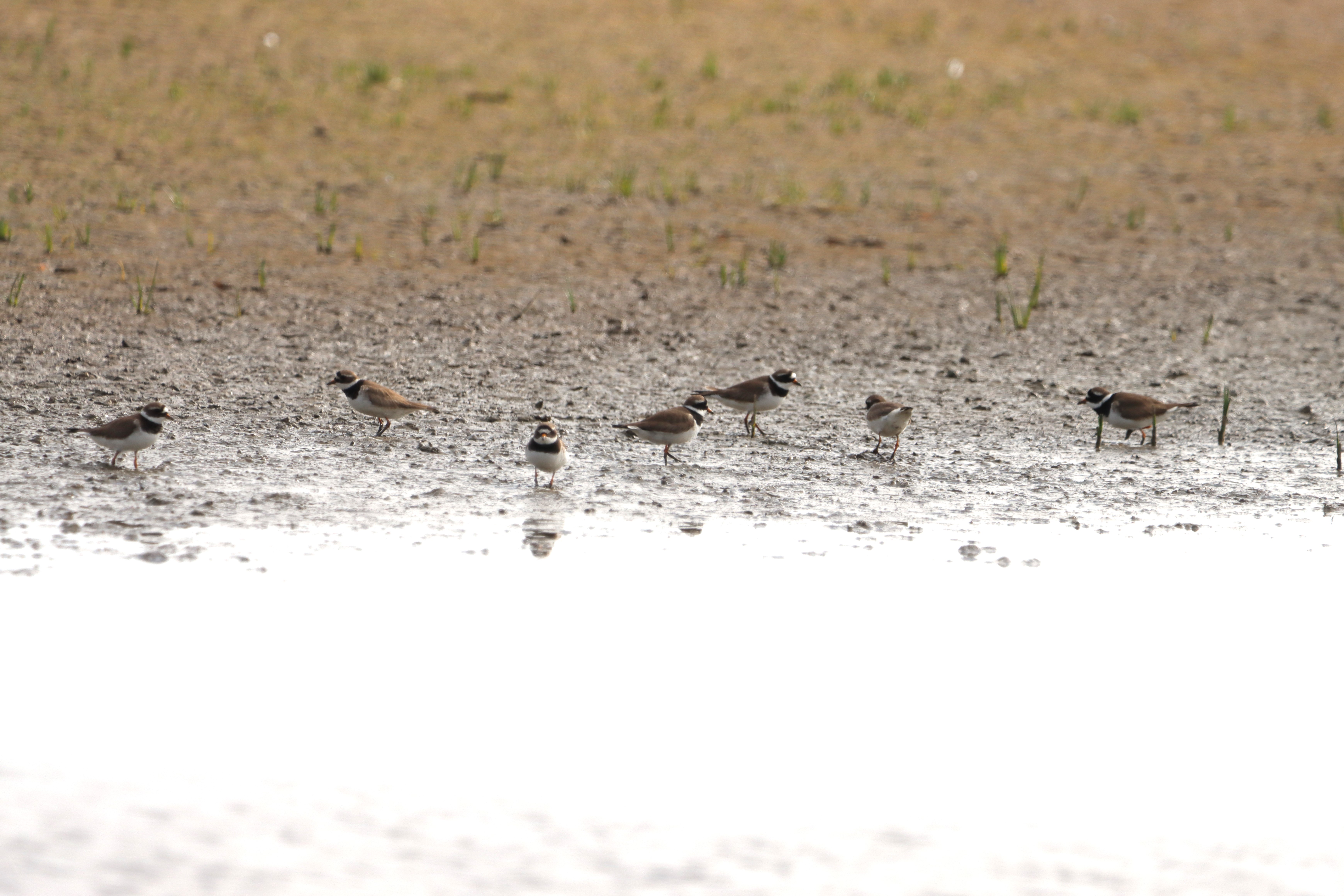 Ringed Plover (Tundra) - 04-06-2023