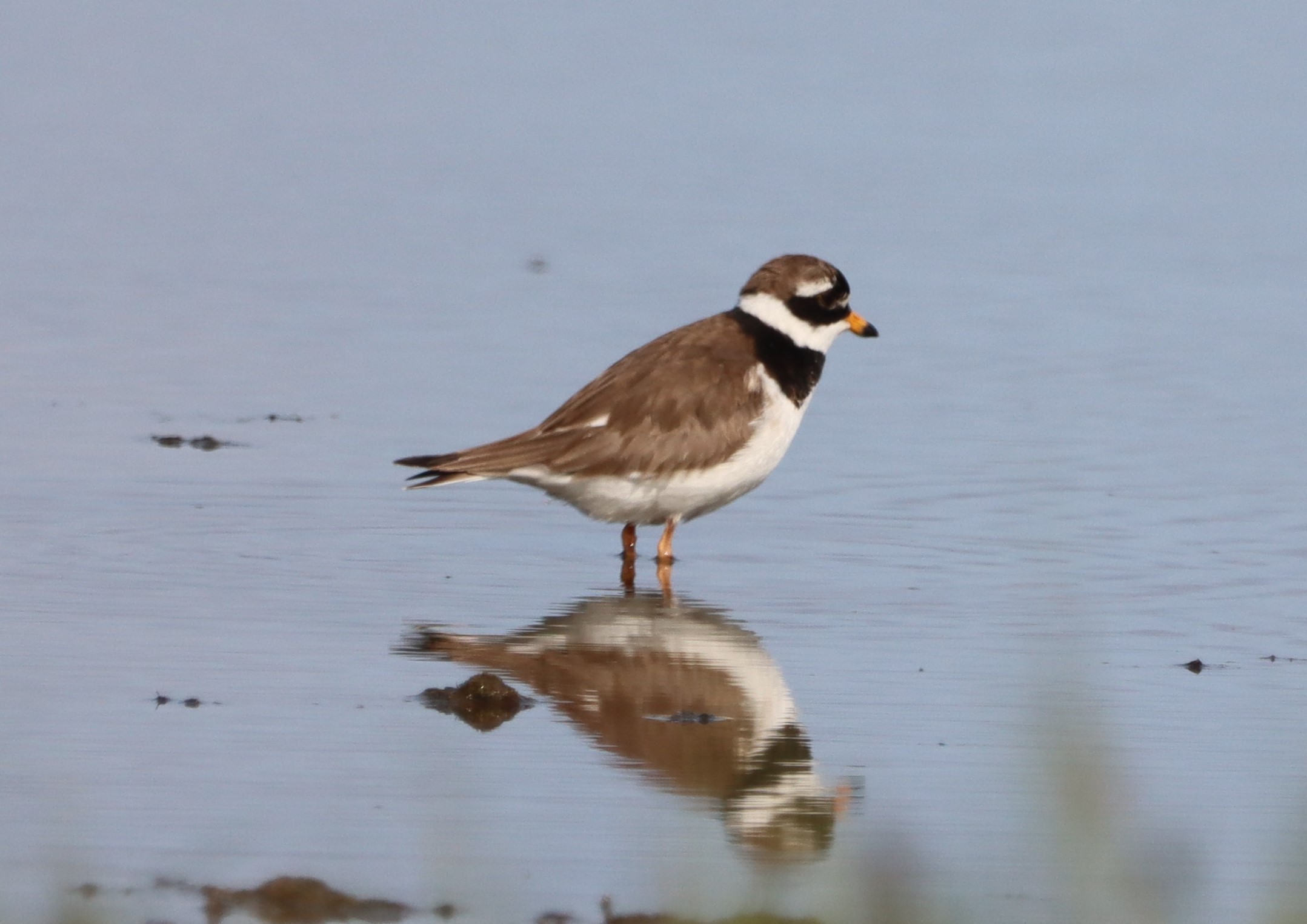 Ringed Plover (Tundra) - 04-06-2023