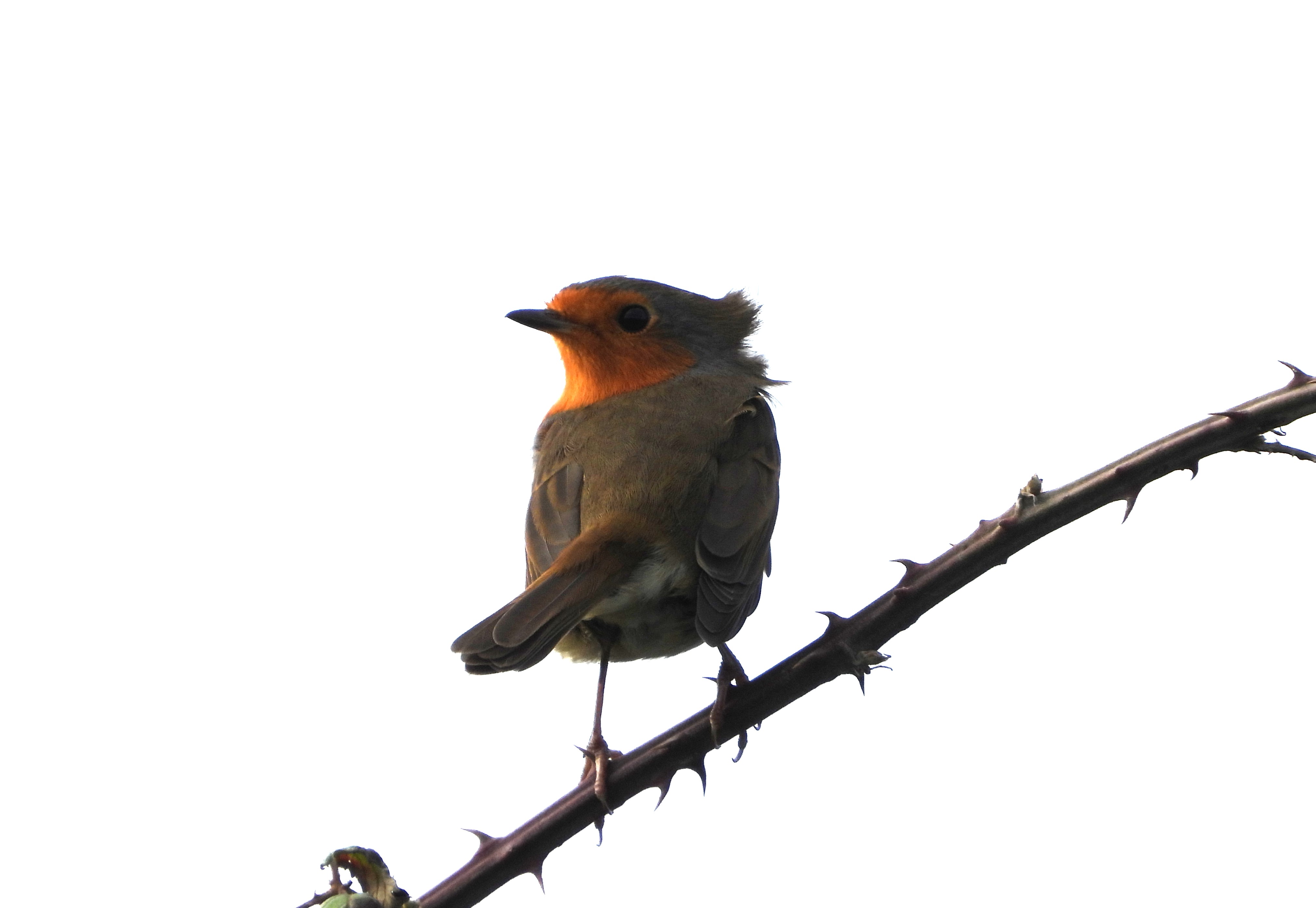 Robin - 09-10-2023