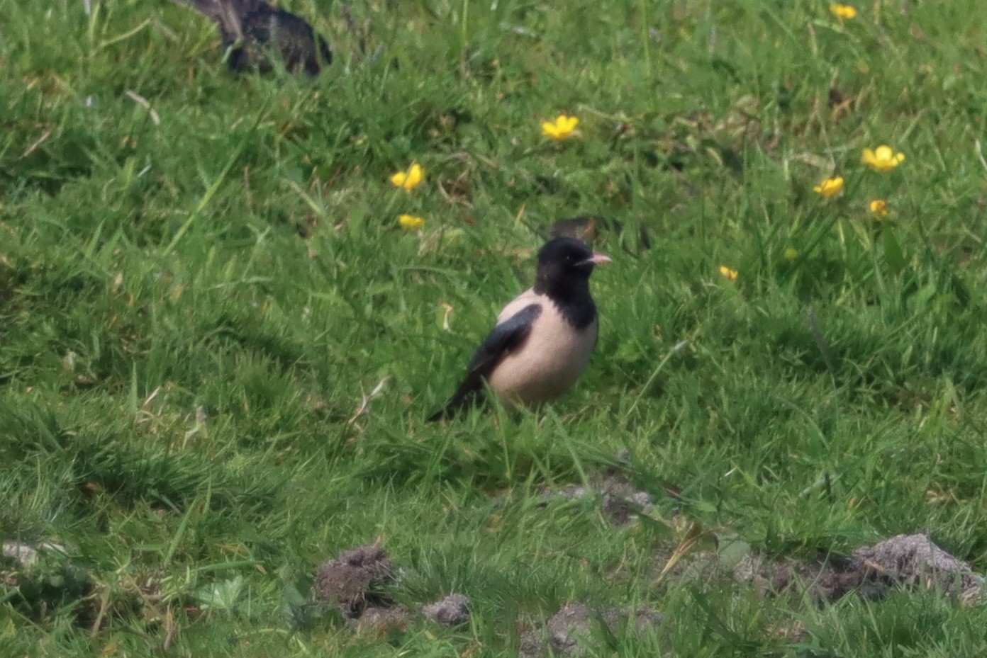 Rose-coloured Starling - 07-06-2021