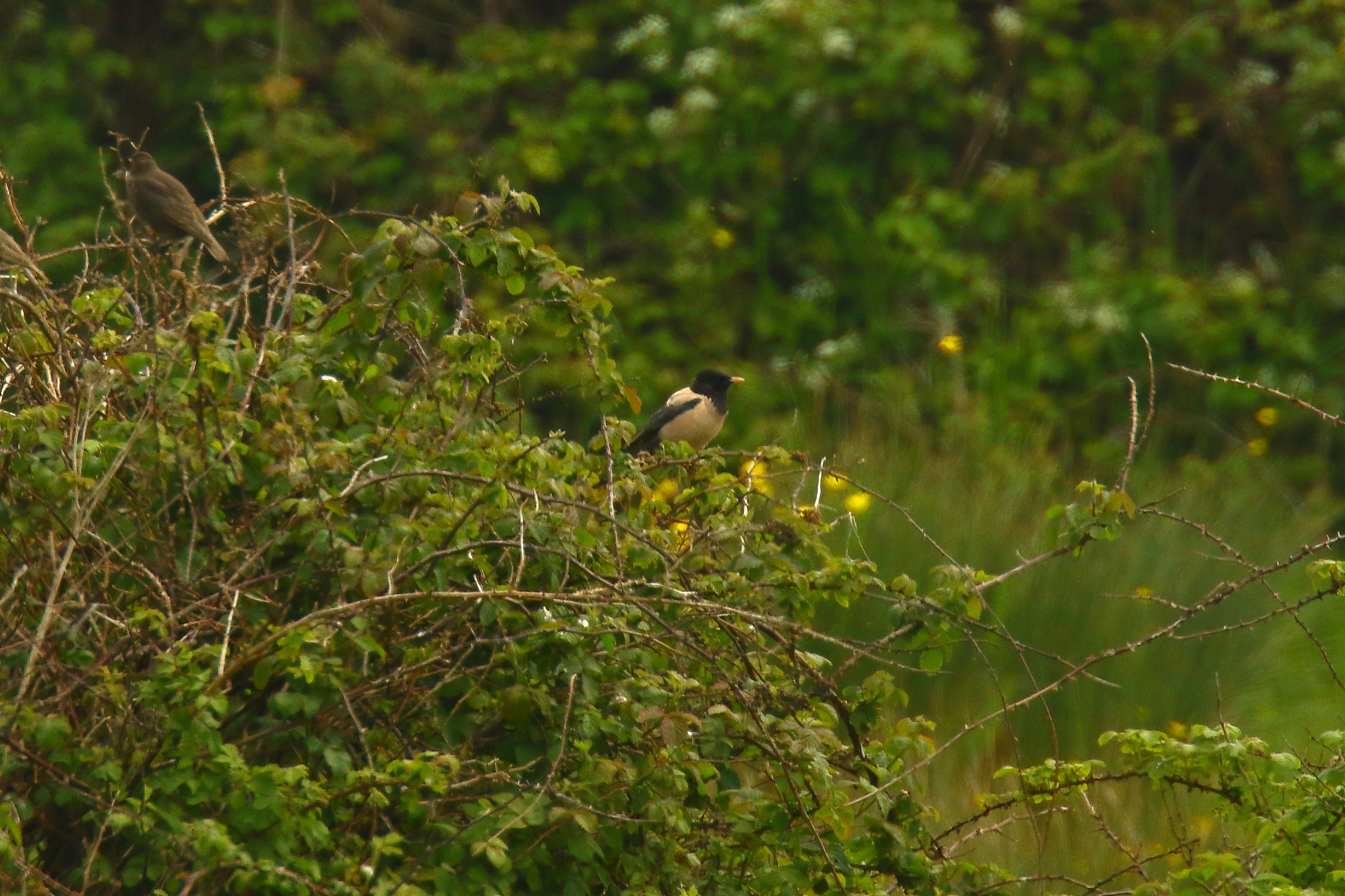 Rose-coloured Starling - 06-06-2021