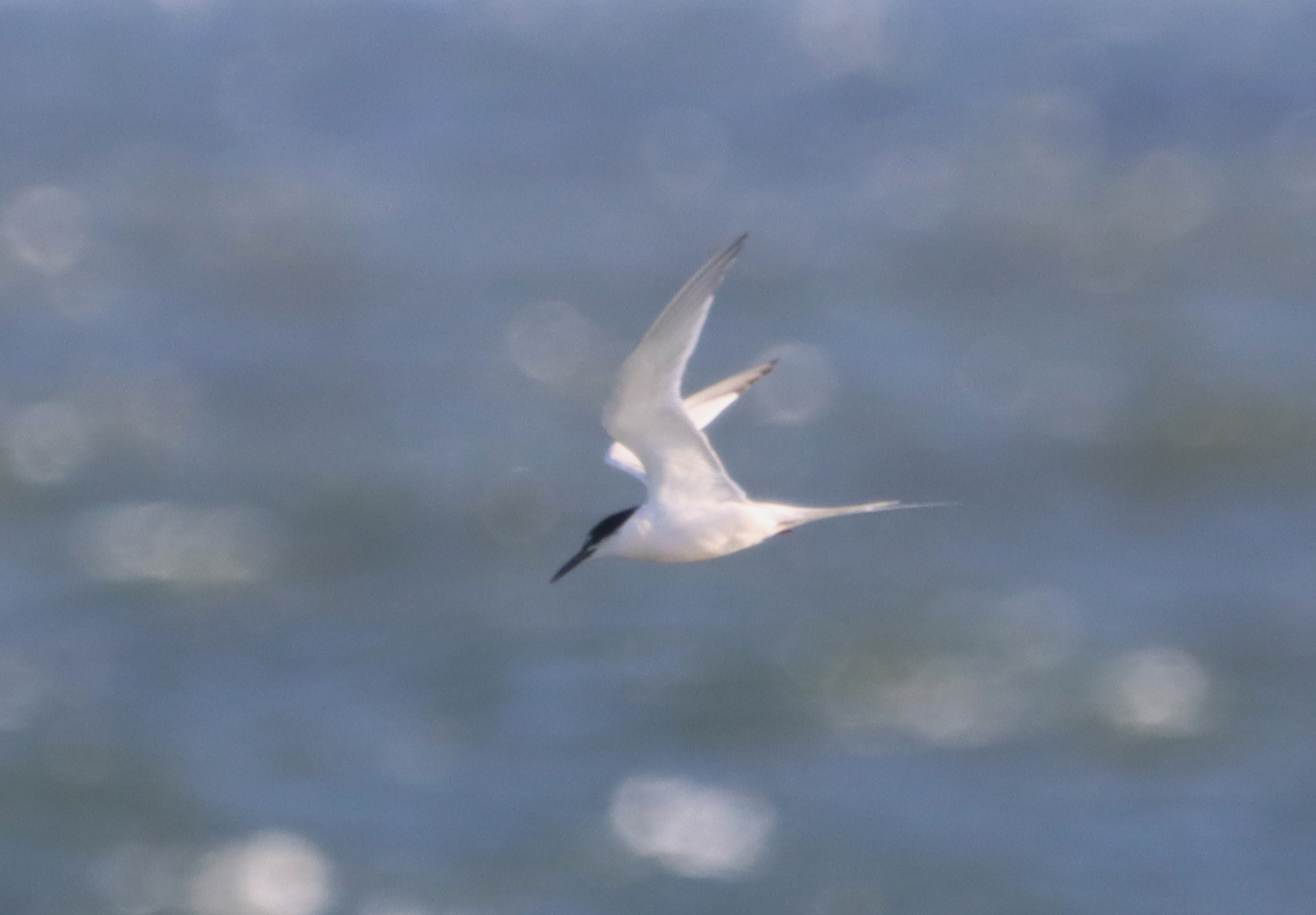 Roseate Tern - 14-10-2023