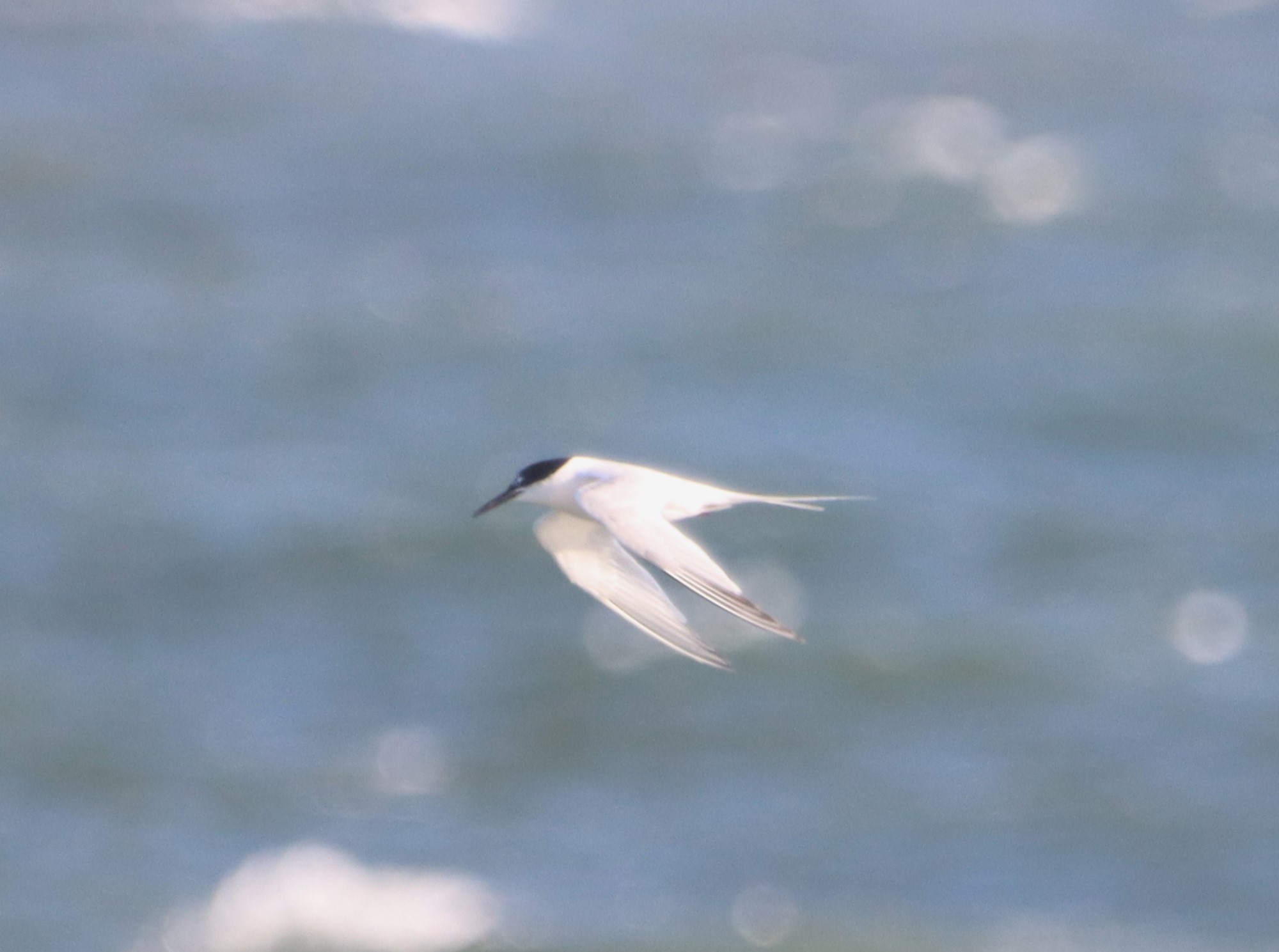 Roseate Tern - 14-10-2023