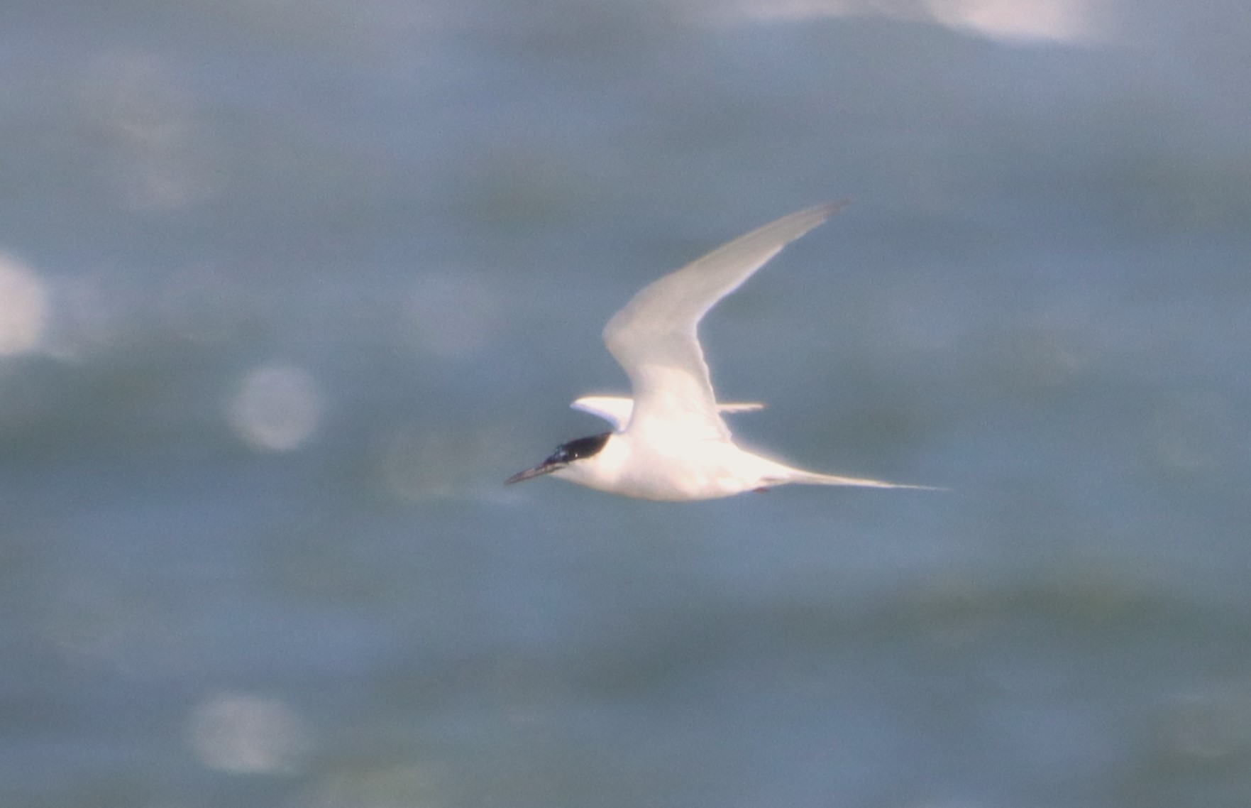 Roseate Tern - 14-10-2023