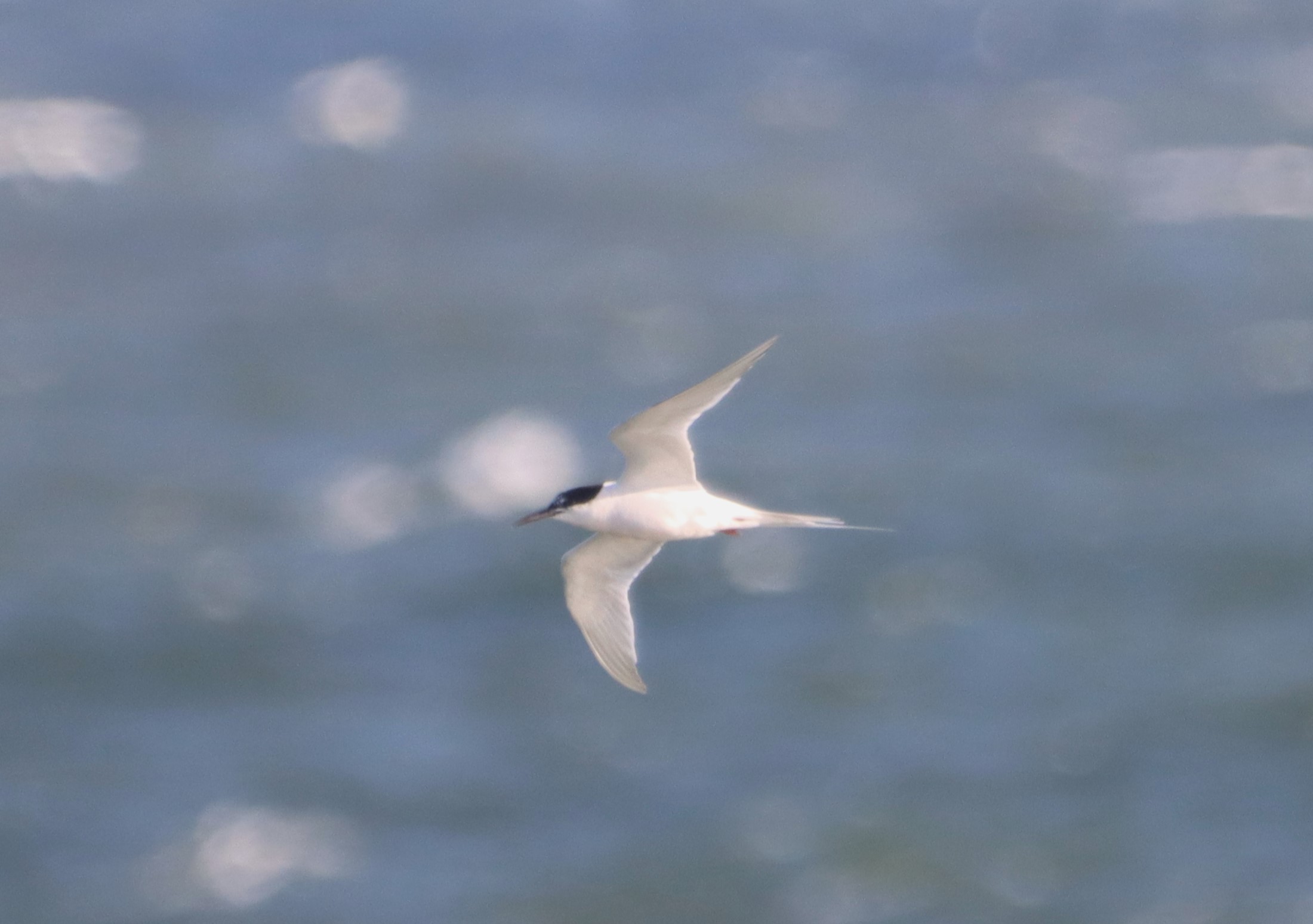 Roseate Tern - 14-10-2023