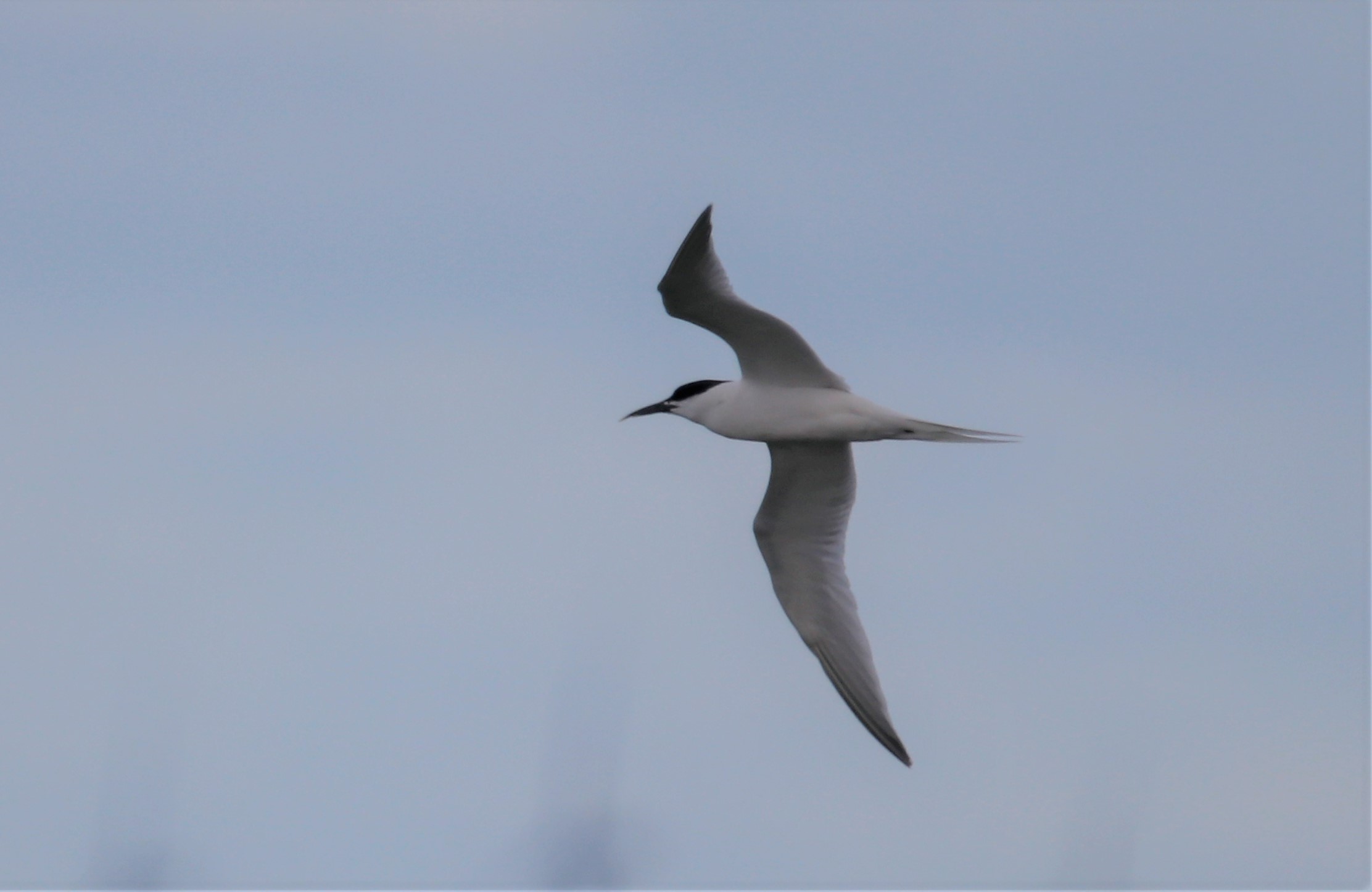 Roseate Tern - 29-09-2021