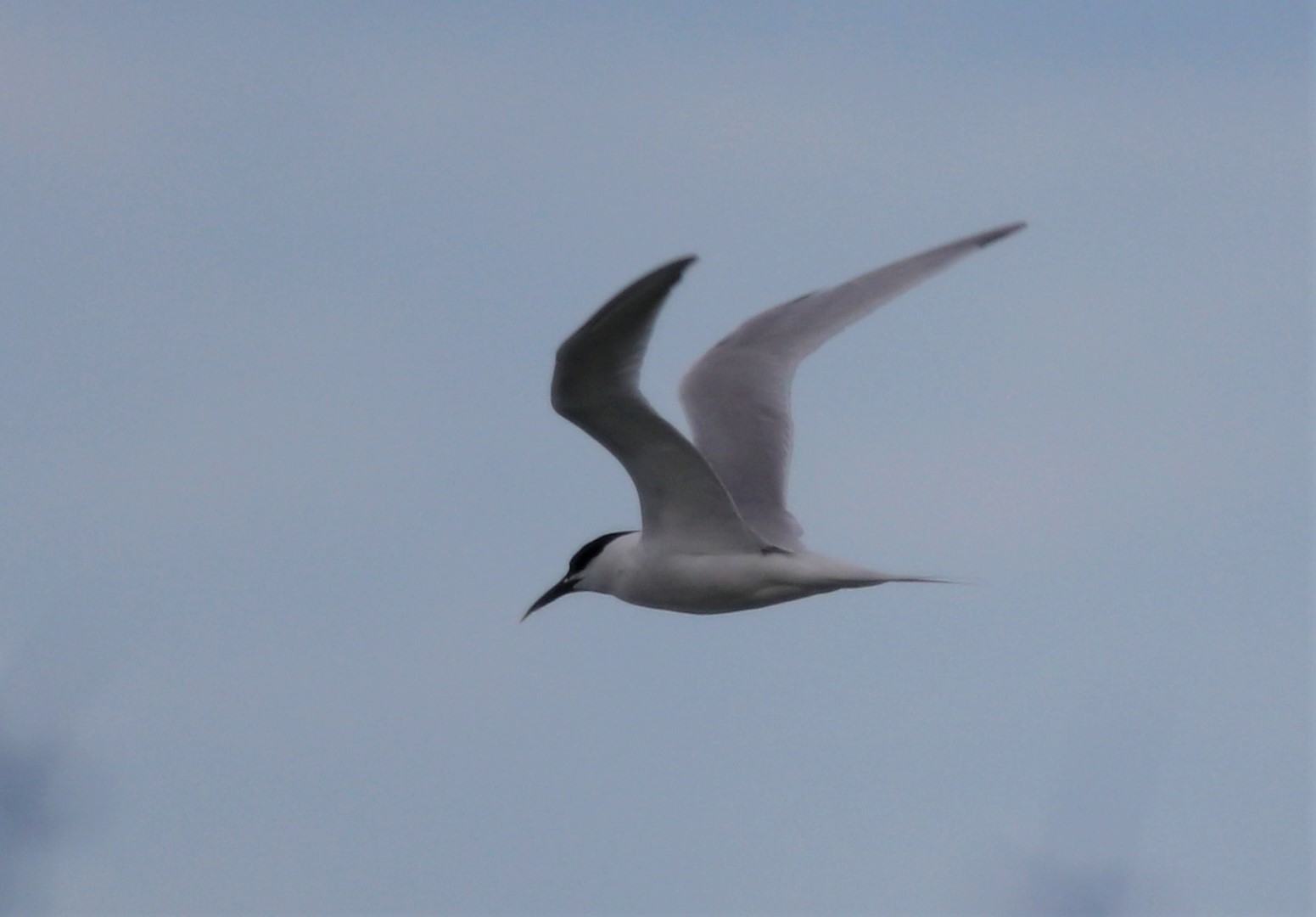 Roseate Tern - 29-09-2021