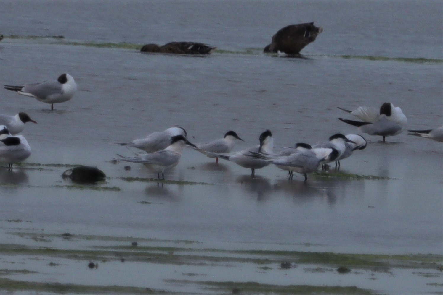 Roseate Tern - 04-07-2021