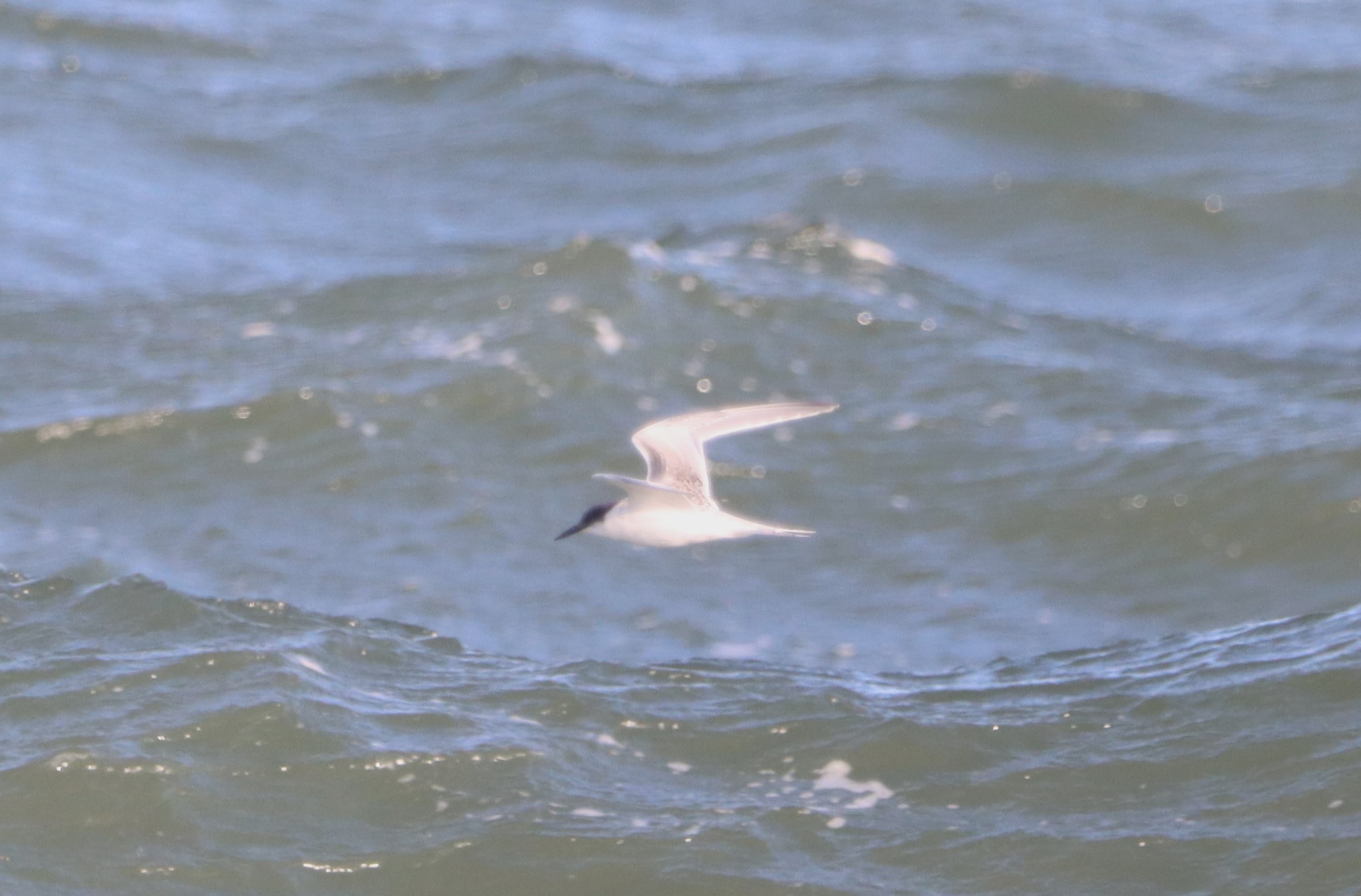 Roseate Tern - 14-10-2023